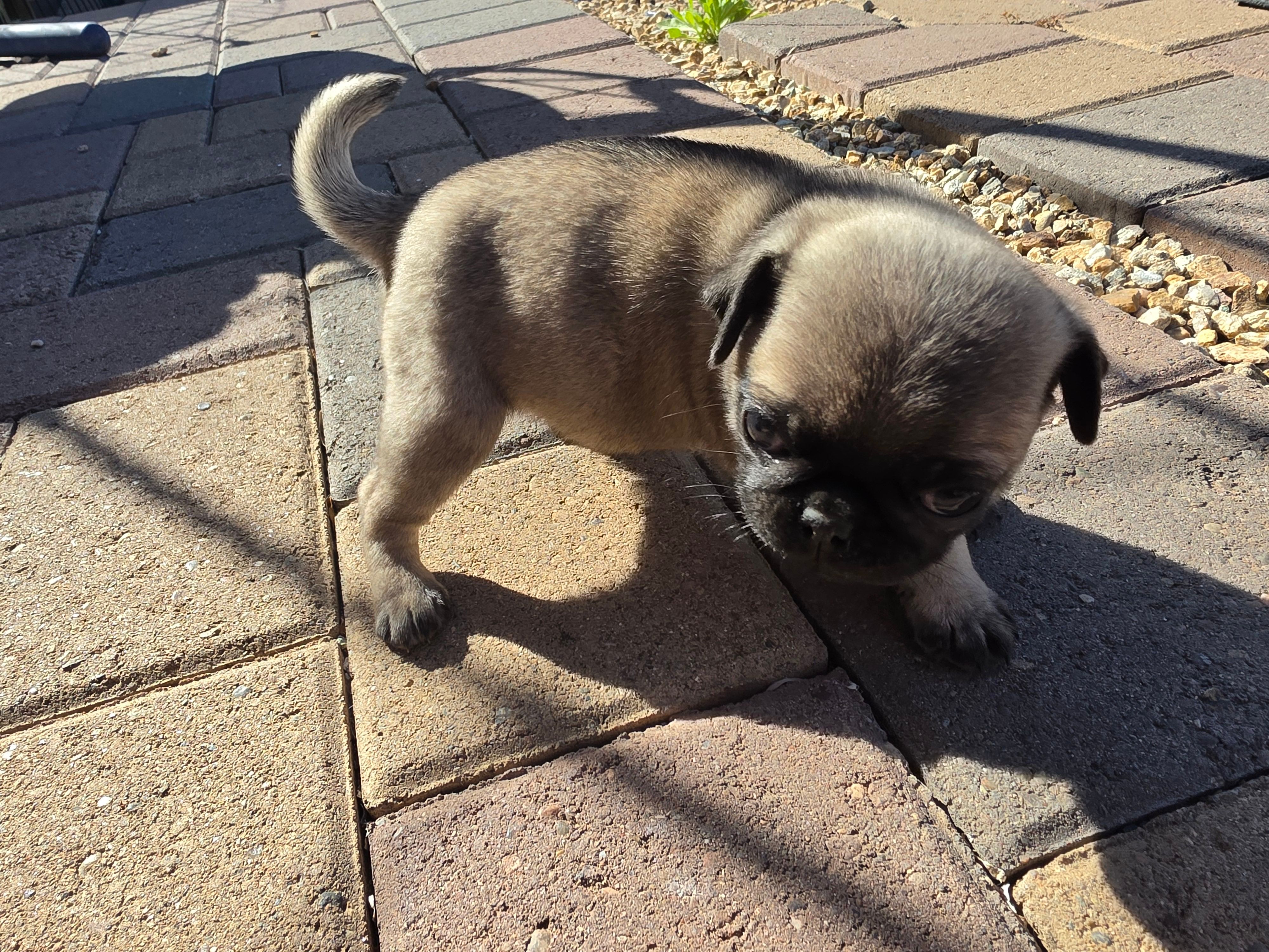 Pug Puppy 6 – Pug puppy for sale in Marana, AZ