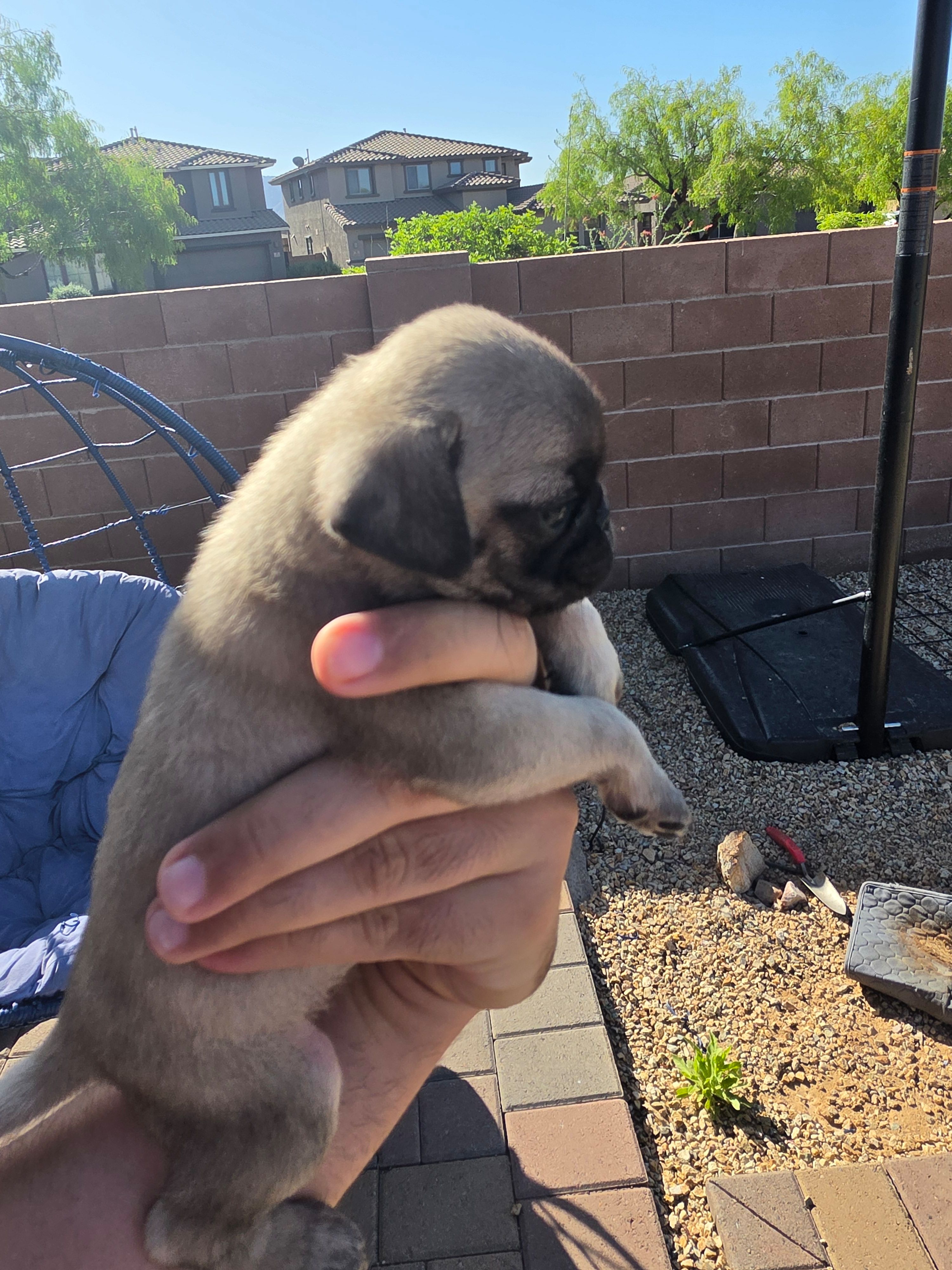 Pug Puppy 3 – Pug puppy for sale in Marana, AZ