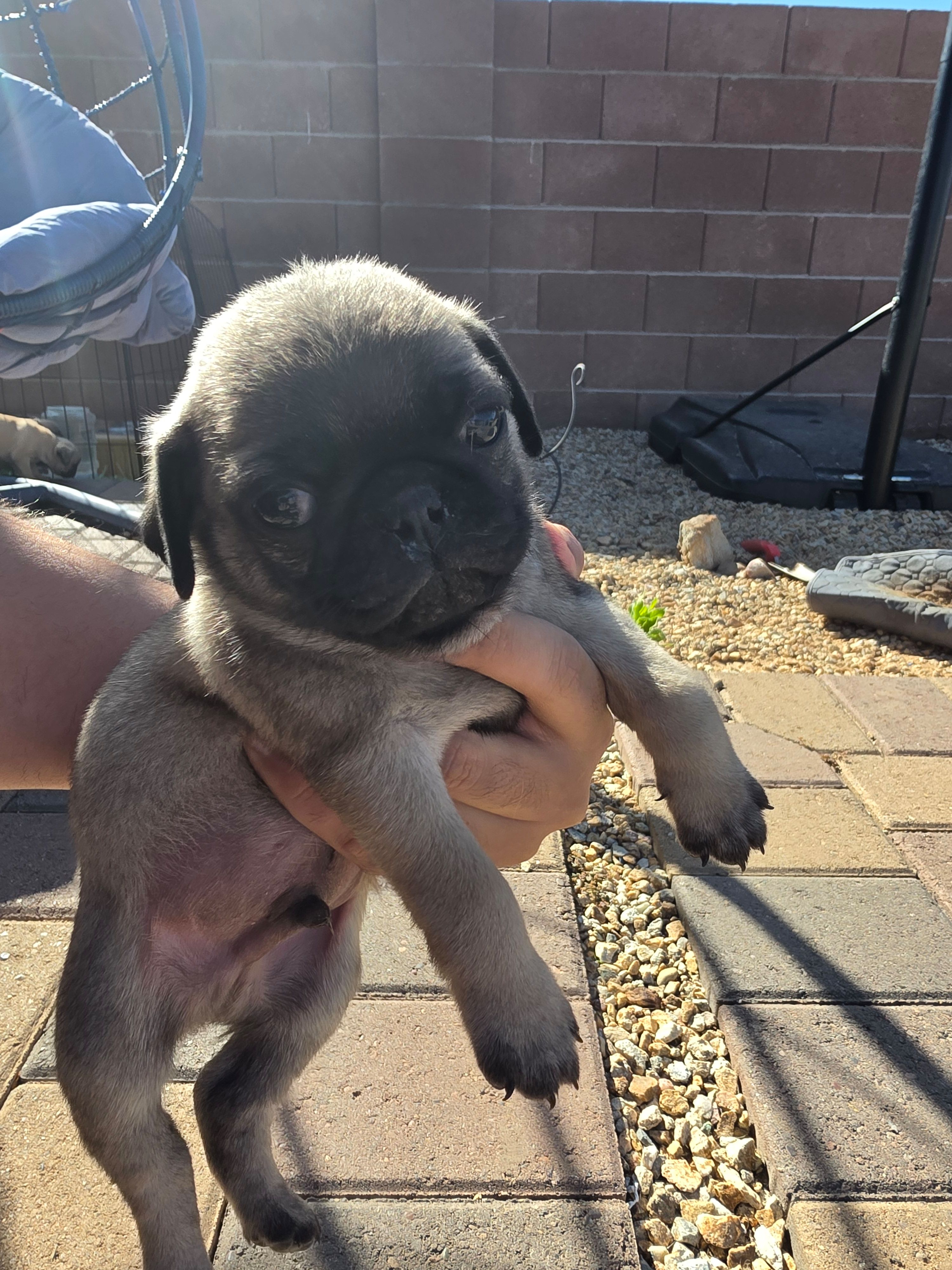 Pug Puppy 5 – Pug puppy for sale in Marana, AZ