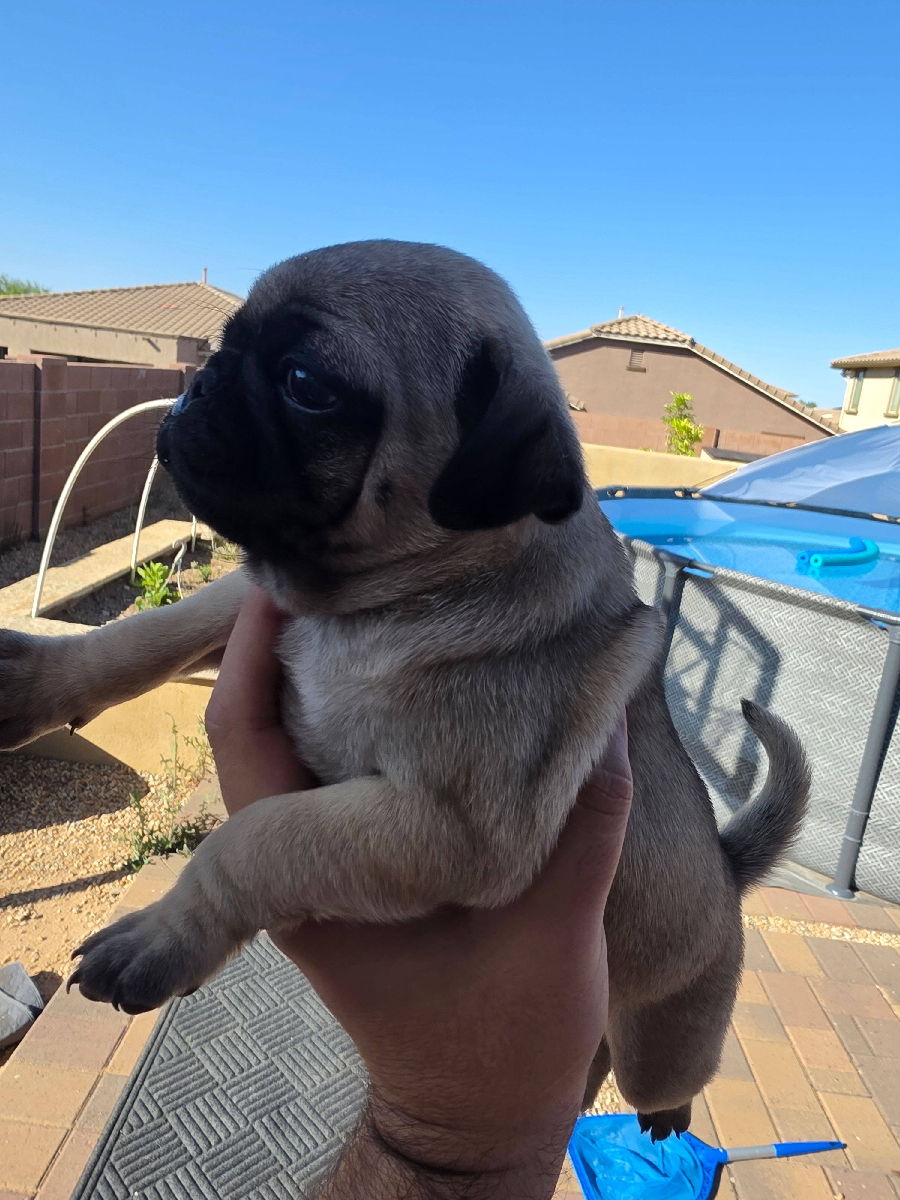Pug Puppy 2 – Pug puppy for sale in Marana, AZ