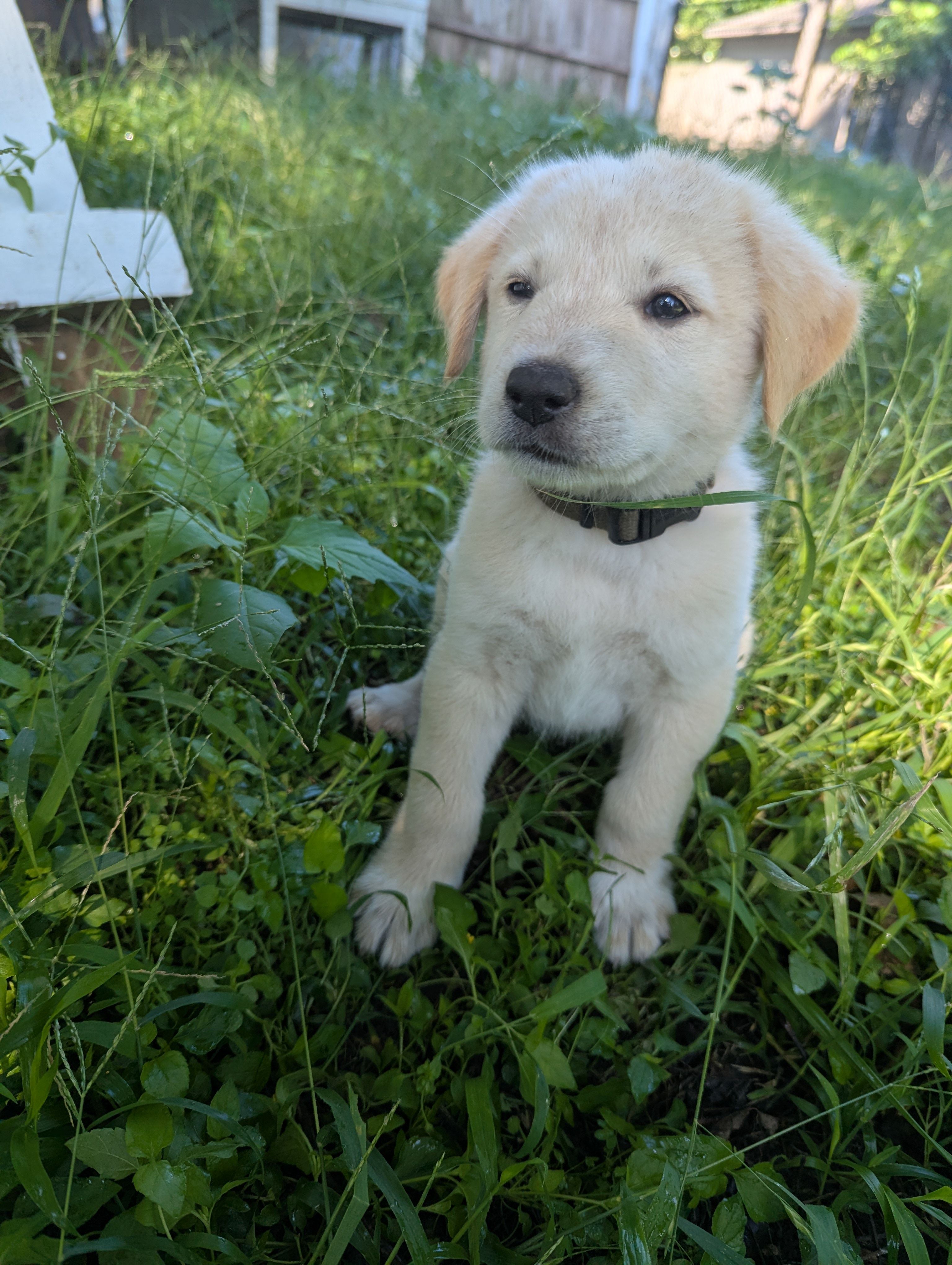 Army green collar  – Australian Cattle Dog, Great Pyrenees puppy for sale in Cleburne, TX