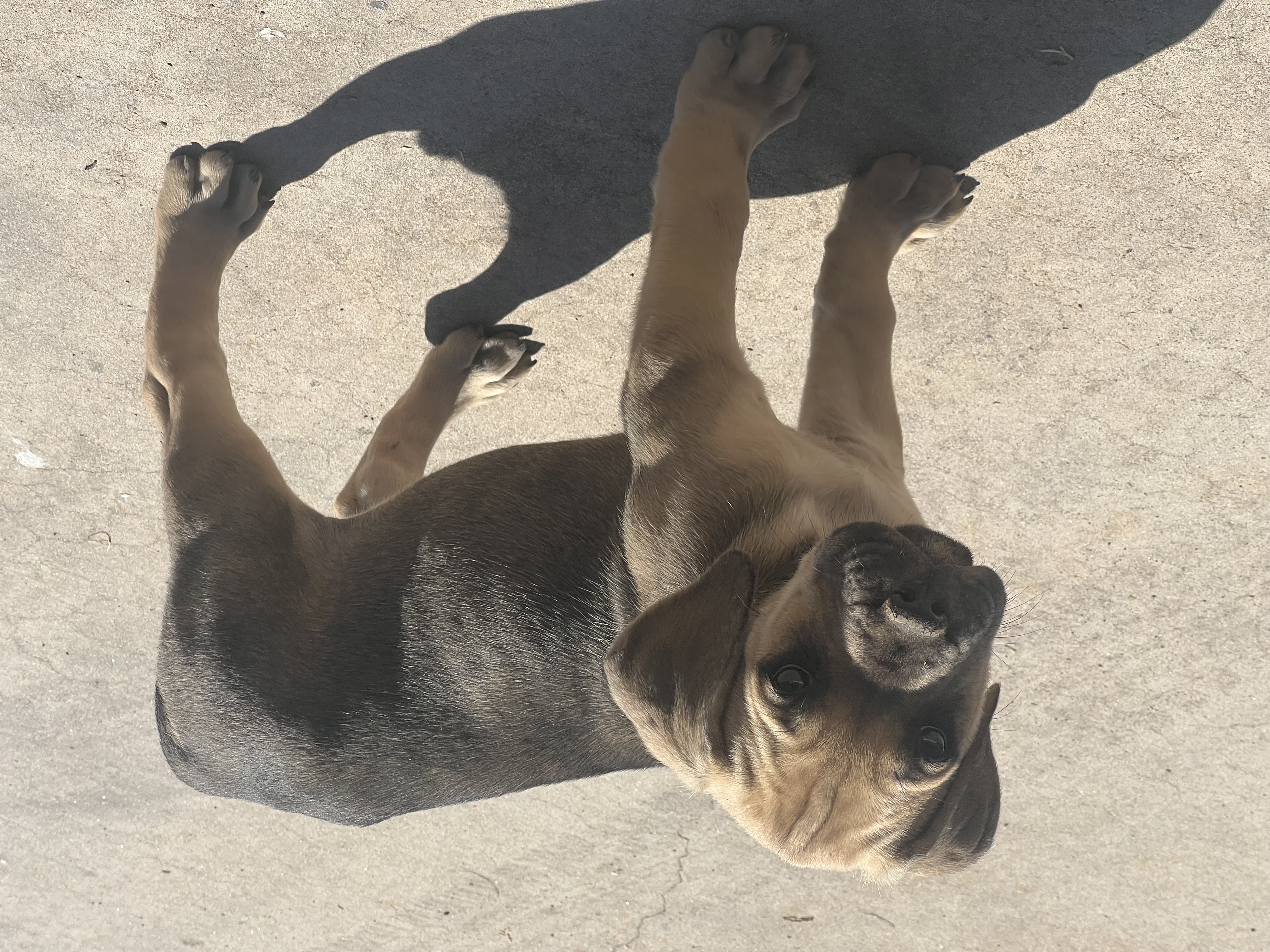 Titian – Cane Corso puppy for sale in Phoenix, AZ