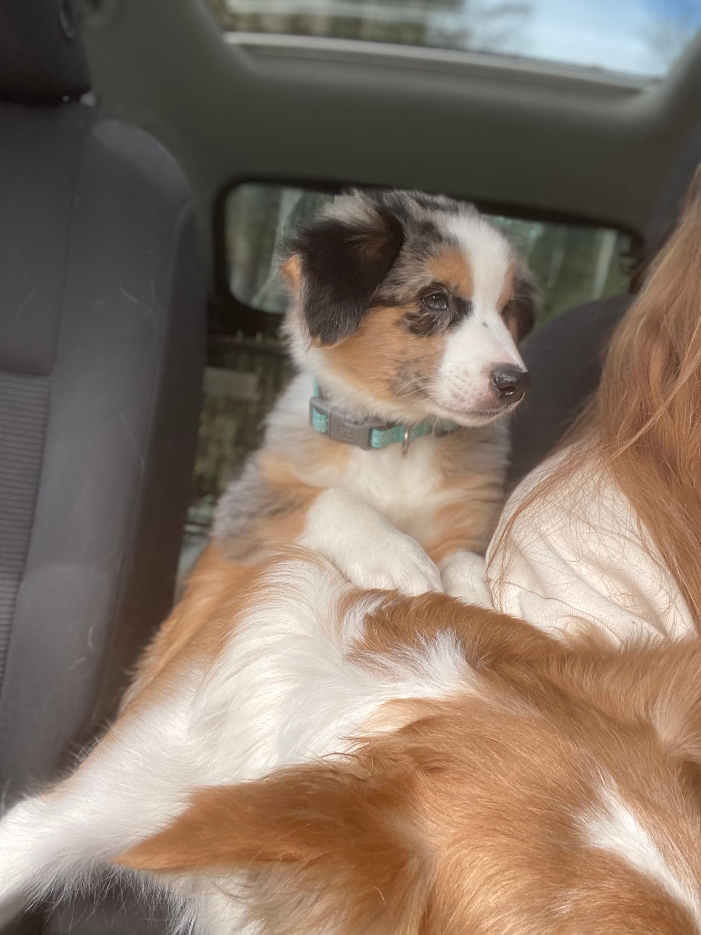 Merle – Australian Shepherd puppy for sale in Whitingham, VT