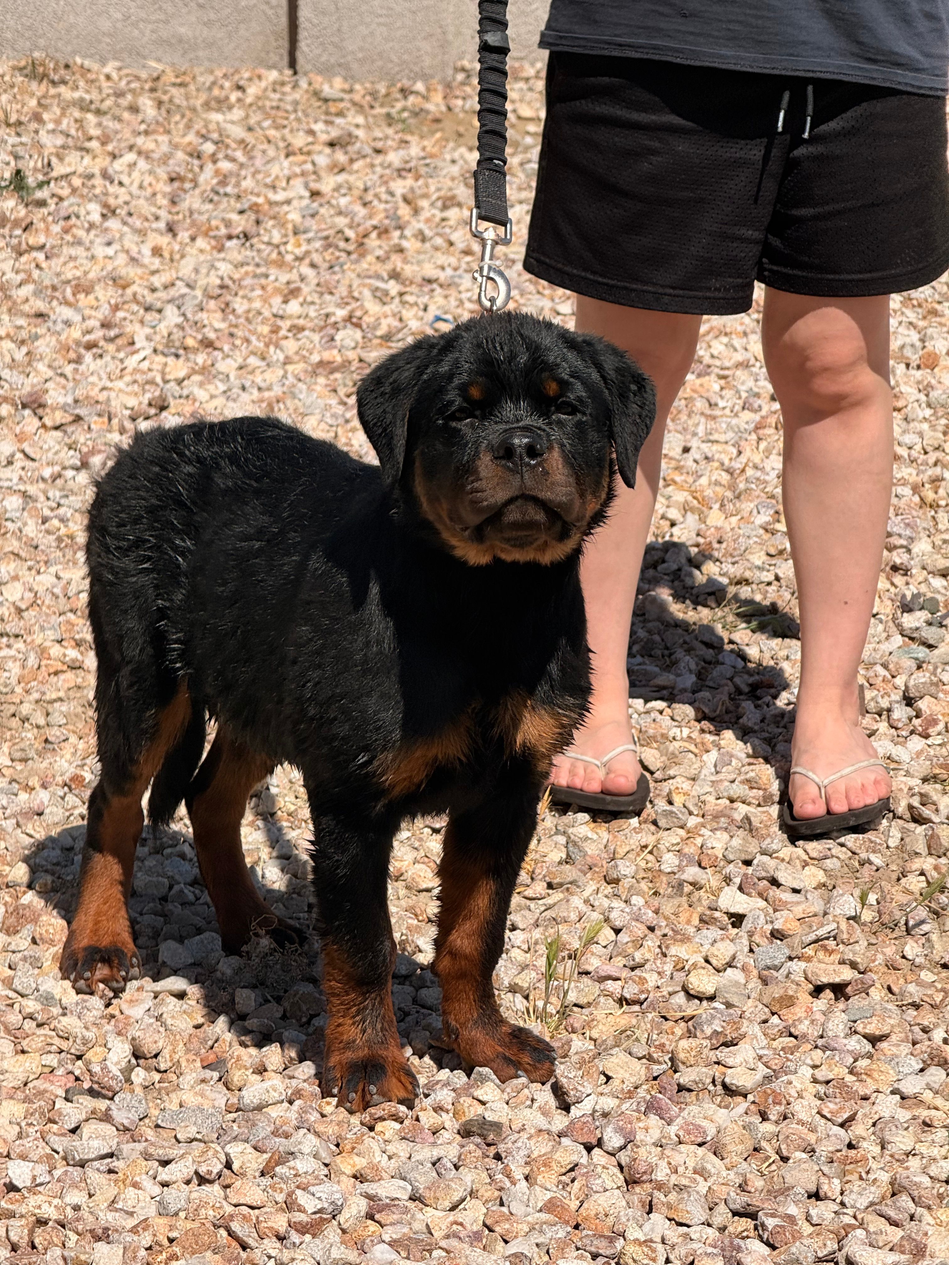 Onyx – Rottweiler puppy for sale in Victorville, CA
