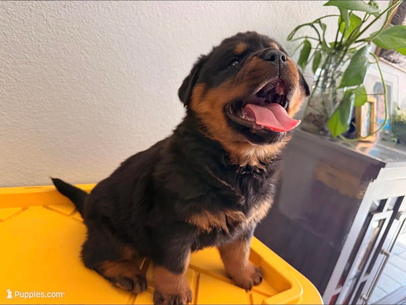 Onyx – Rottweiler puppy for sale in Victorville, CA