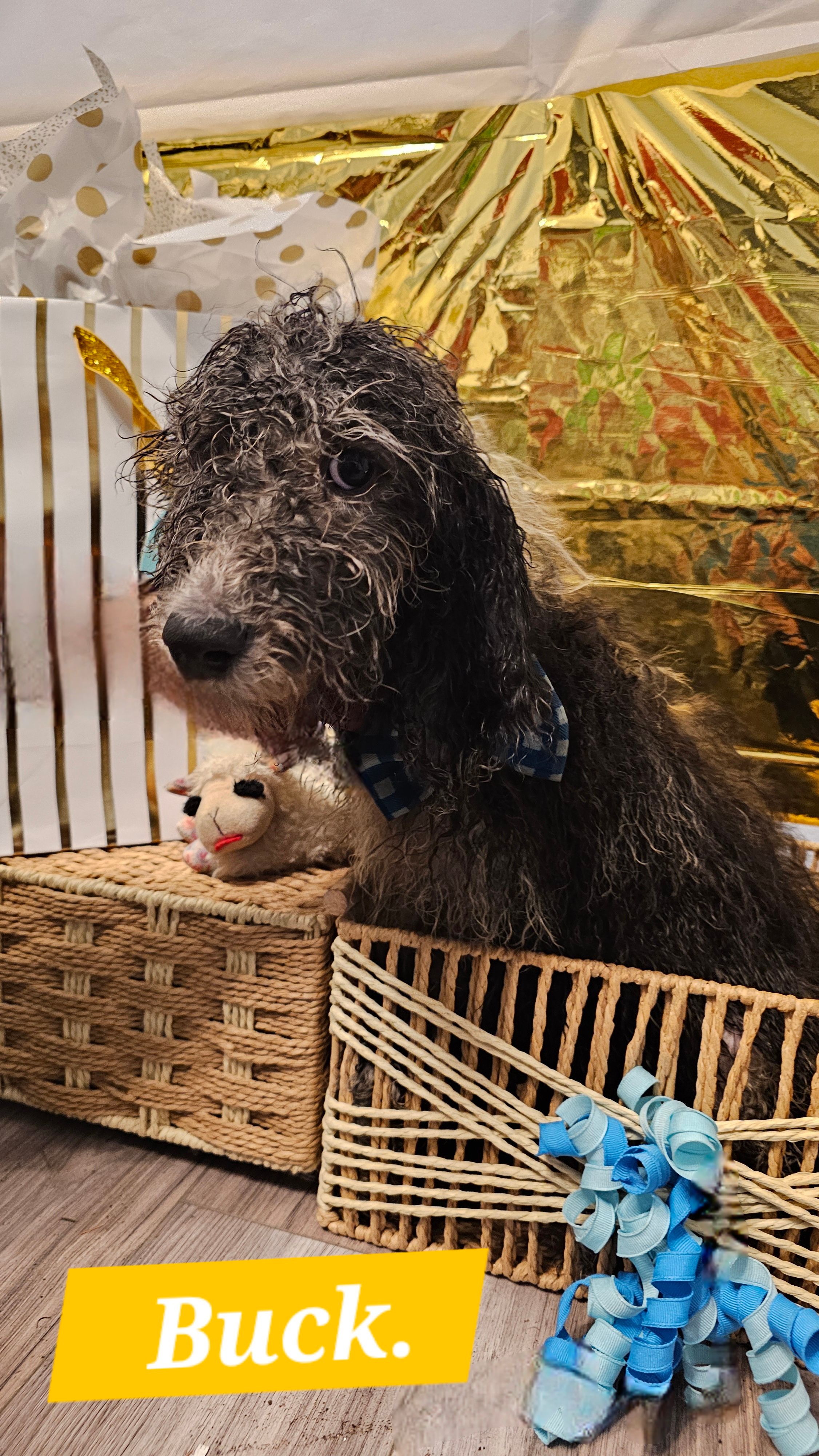 Buck  – Double Doodle puppy for sale in Taylors, SC