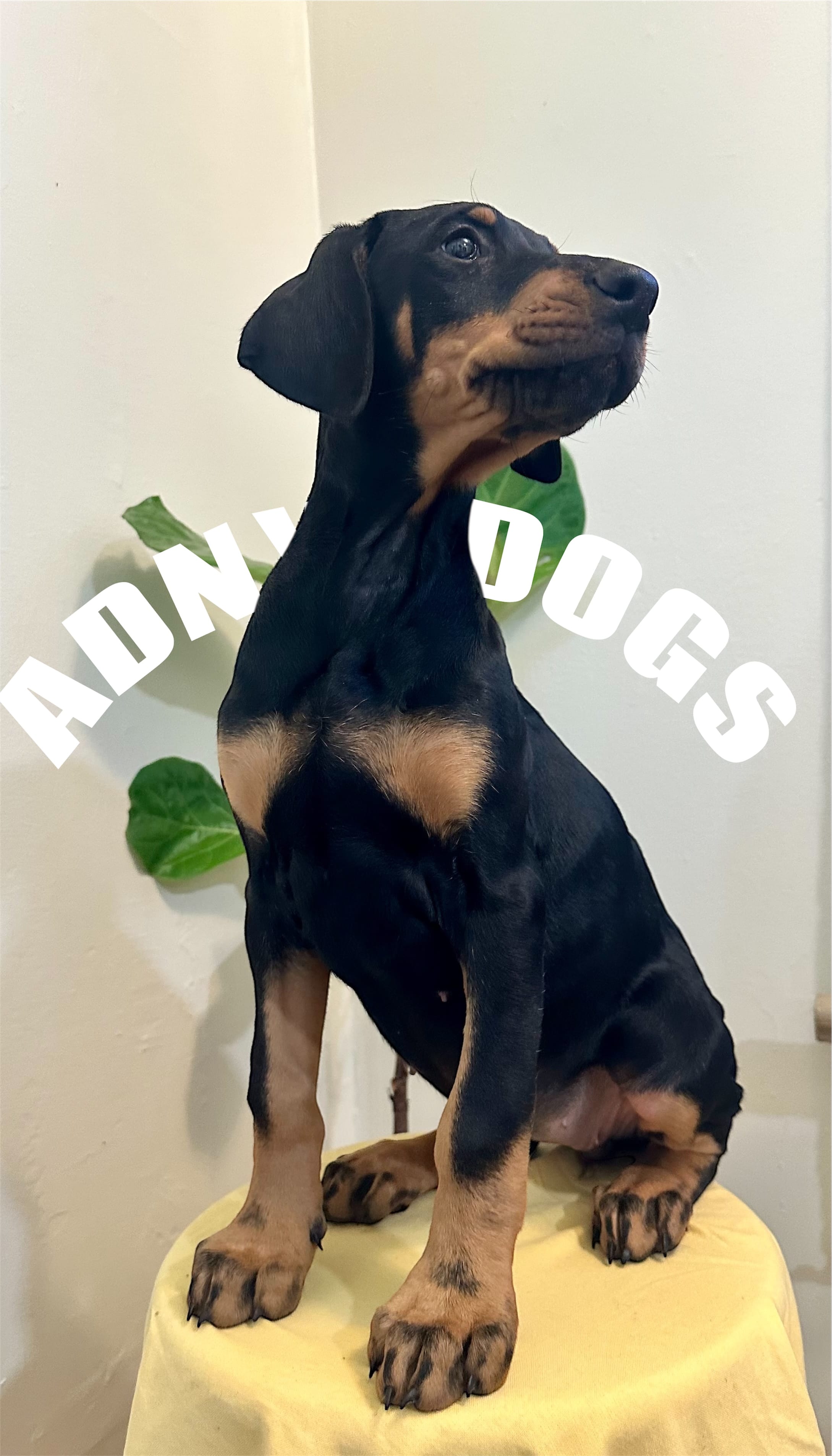 Natural Dobie girl – Doberman Pinscher puppy for sale in New York, NY