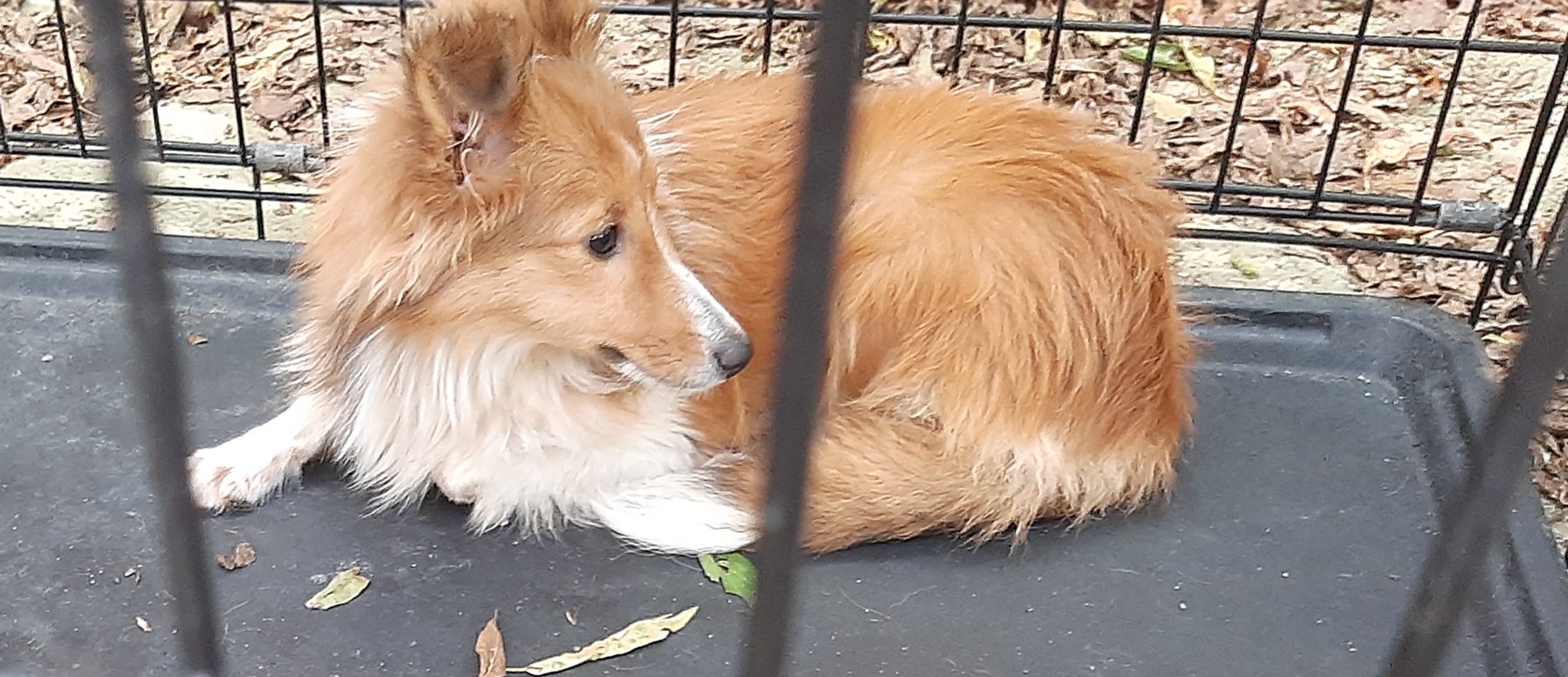 Lilly – Shetland Sheepdog puppy for sale in Abilene, TX