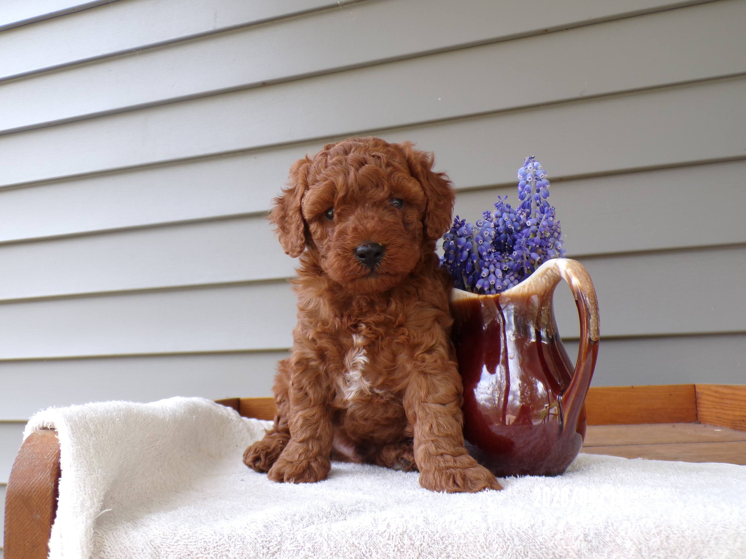 🐬🐬 Chandler 🐬🐬 – Poodle - Miniature  puppy for sale in Eastpointe, MI