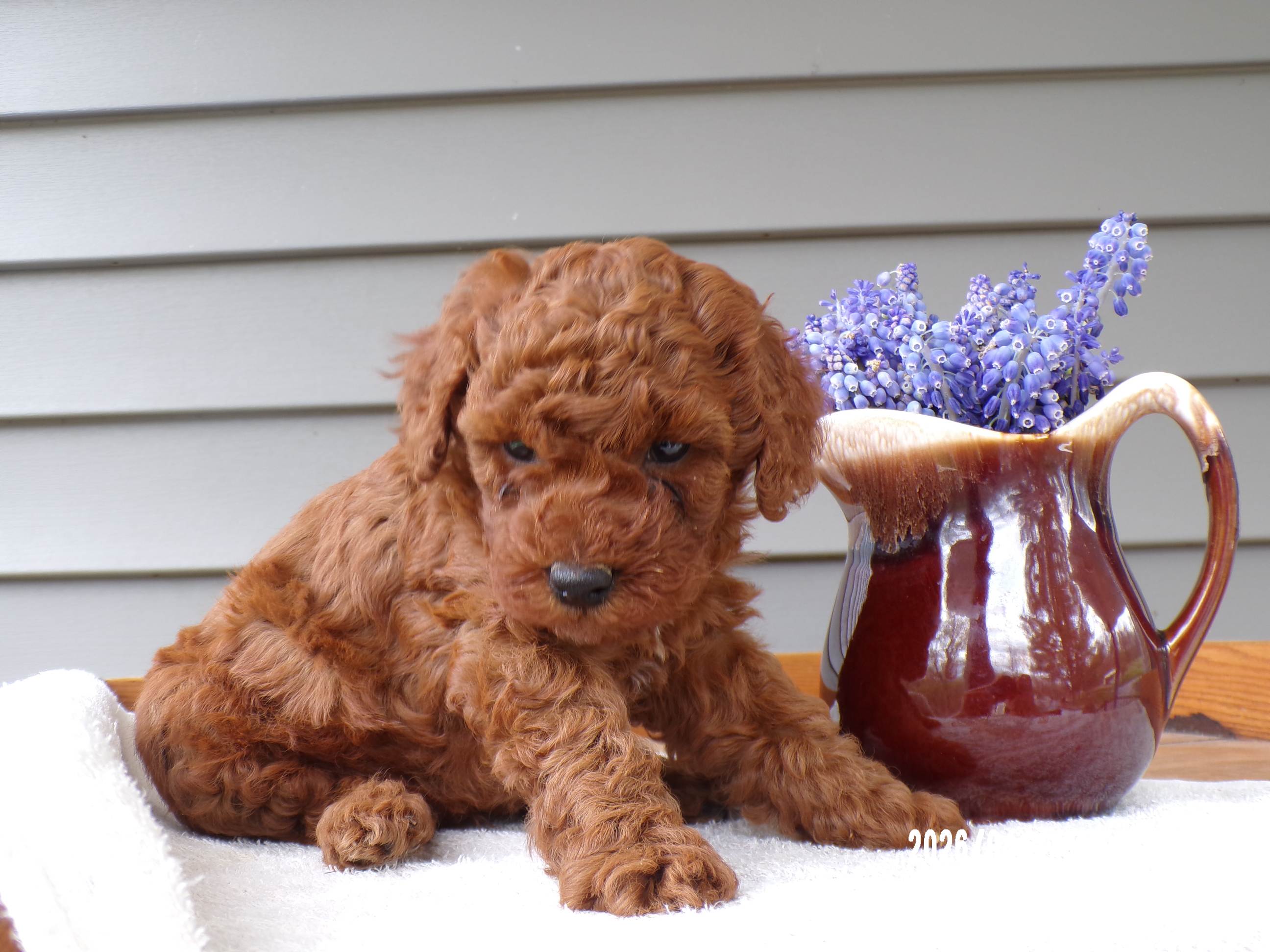 🐢🐢 Cheson 🐢🐢 – Poodle - Miniature  puppy for sale in Eastpointe, MI