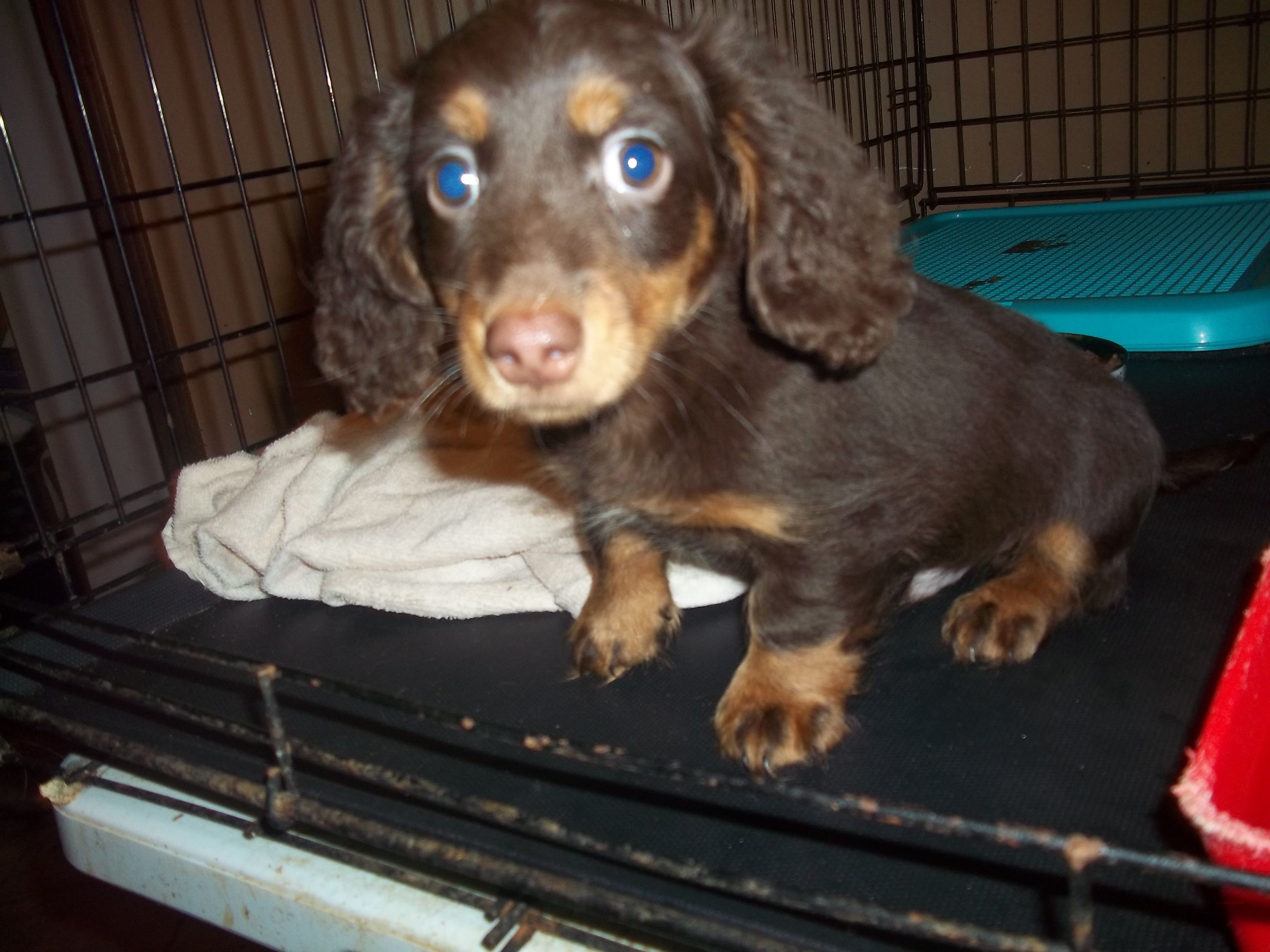 Jack – Miniature Dachshund puppy for sale in Louisville, IL