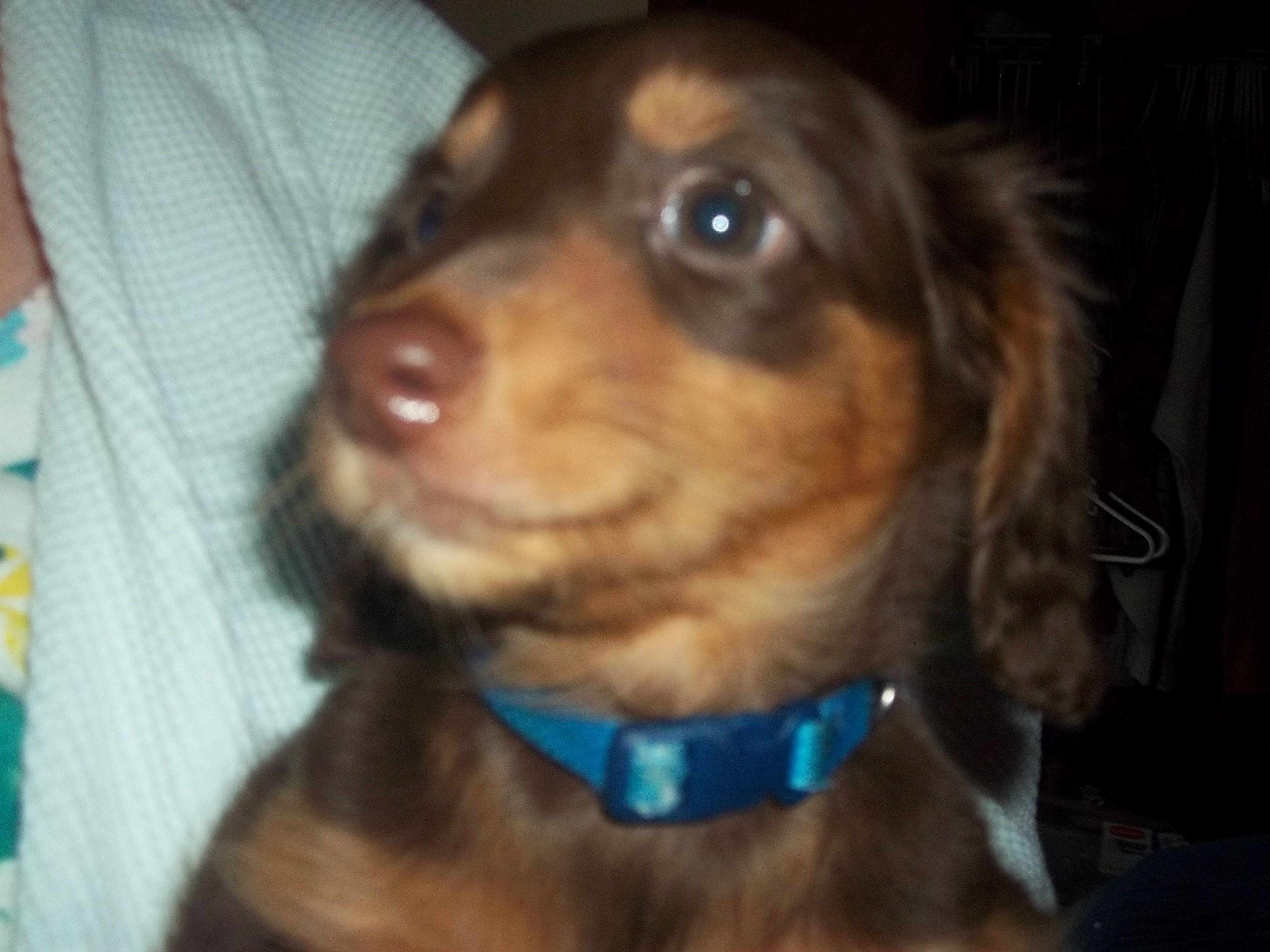 Christie – Miniature Dachshund puppy for sale in Louisville, IL