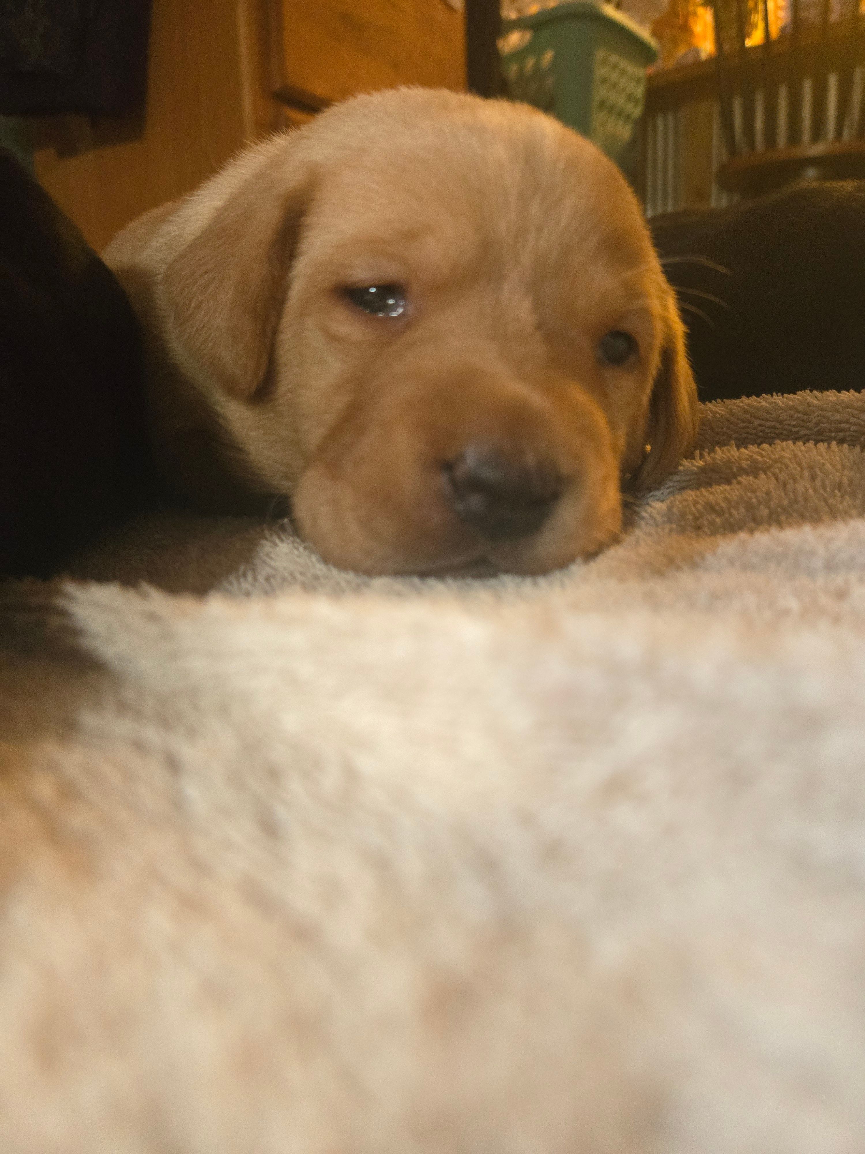 Labrador puppy – Labrador Retriever puppy for sale in Freeport, IL
