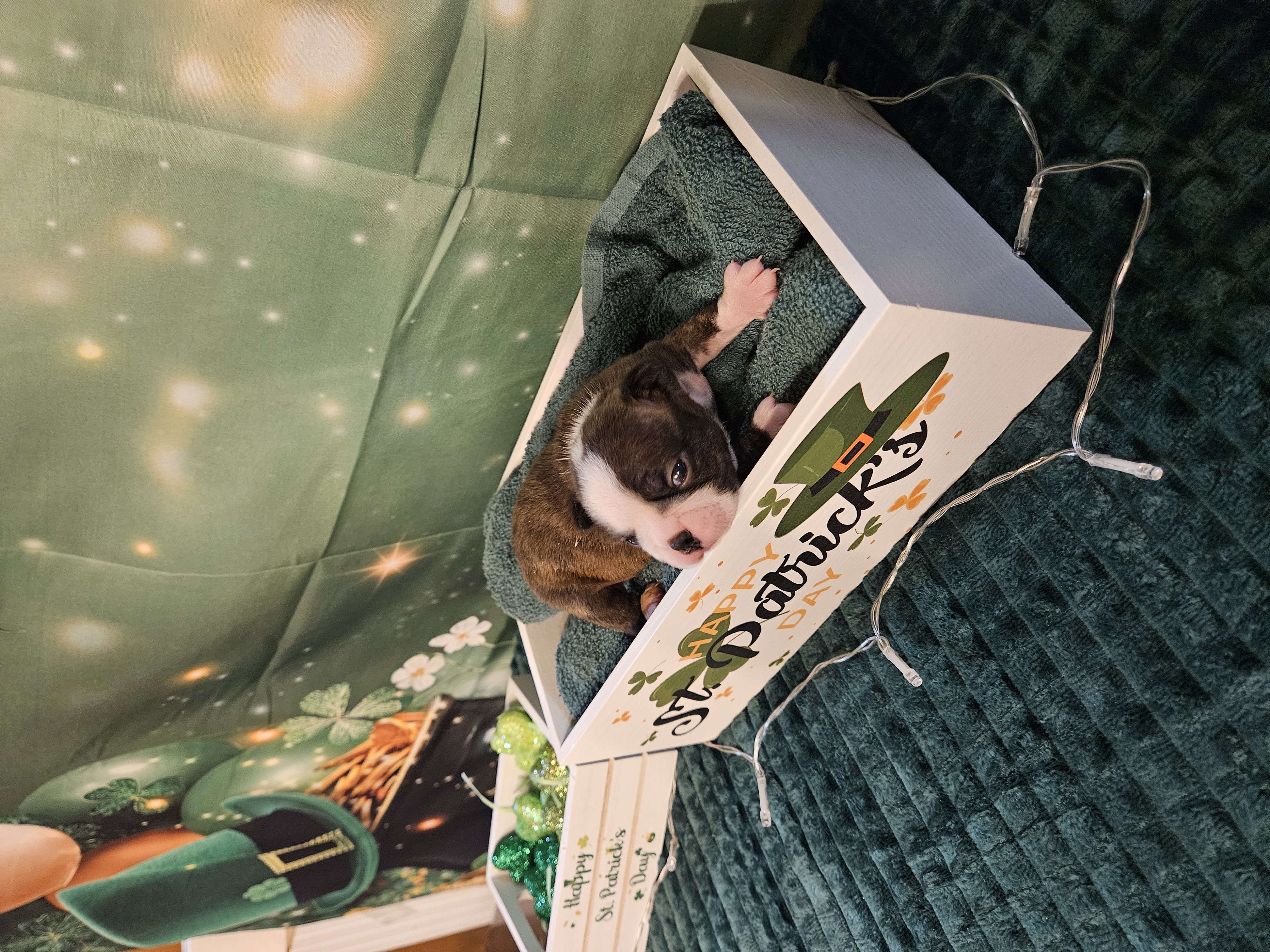 Ch 4 – Boston Terrier puppy for sale in Oakville, WA