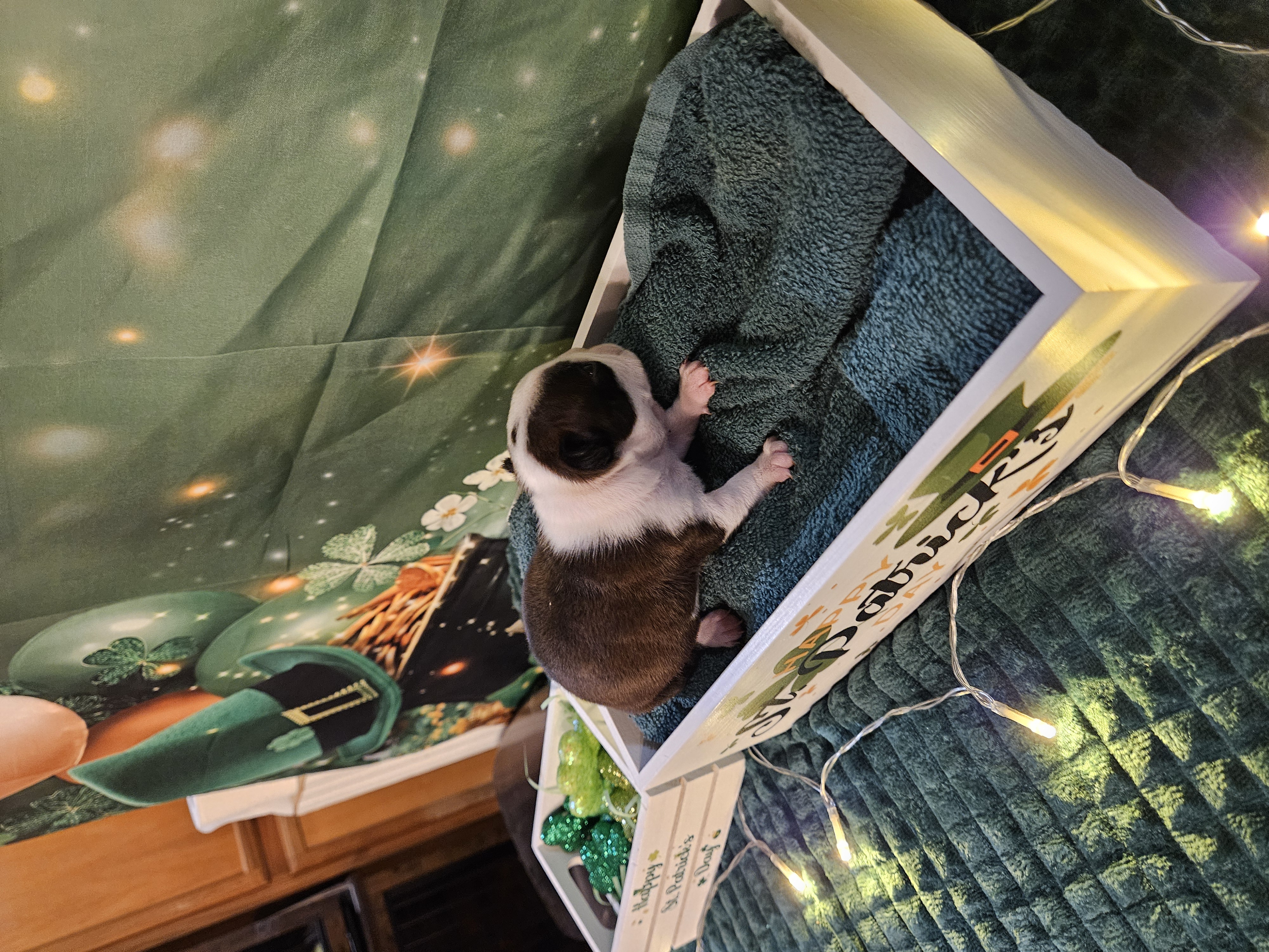 Cl 2 – Boston Terrier puppy for sale in Oakville, WA