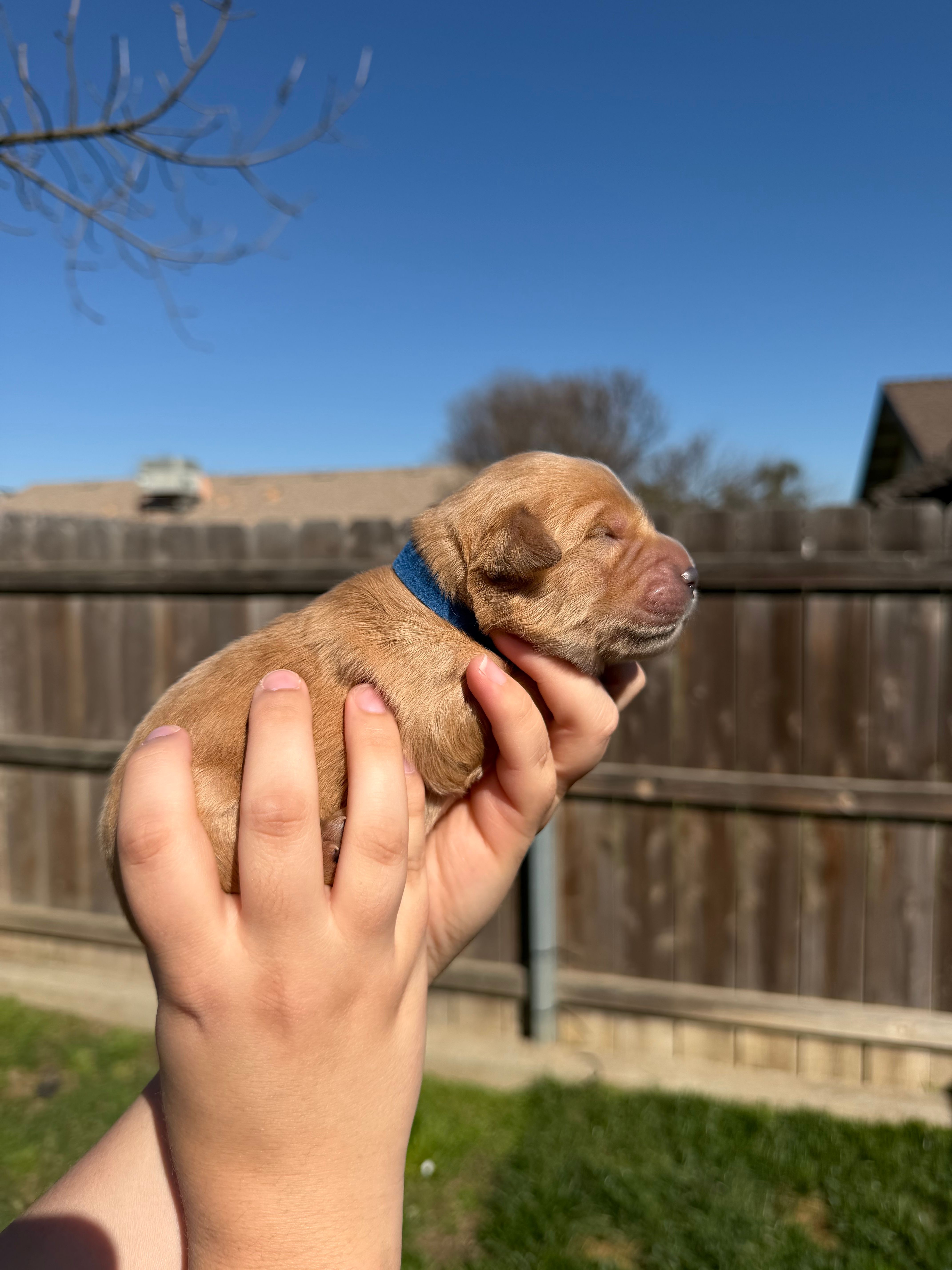 Boy - Blue – Golden Retriever puppy for sale in Hanford, CA