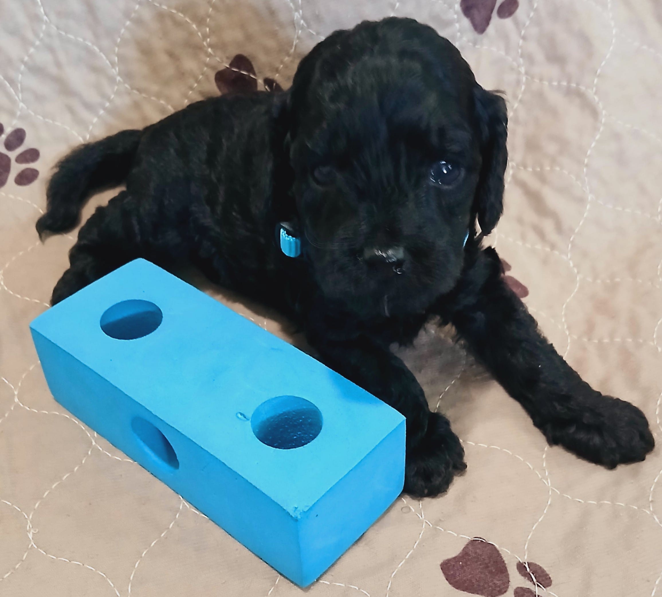 Ra – Cockapoo puppy for sale in Clermont, FL
