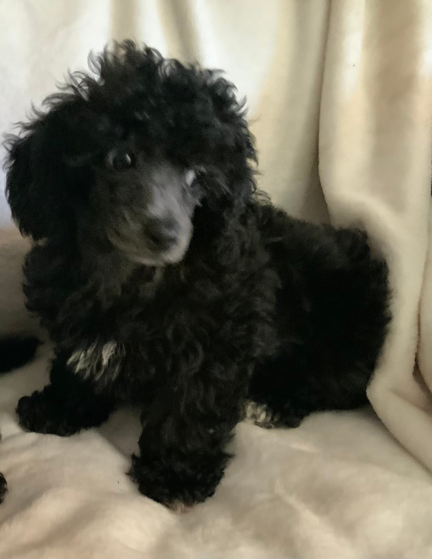 Ash – Poodle - Toy  puppy for sale in Tallahassee, FL