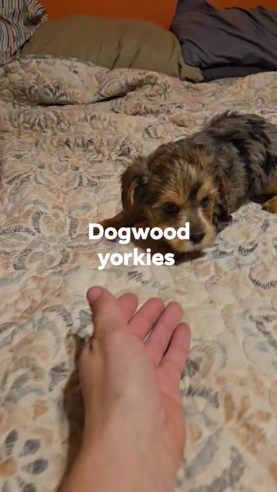 Male merle, a male Yorkshire Terrier for sale in Fountain Inn, SC – 2 of 5