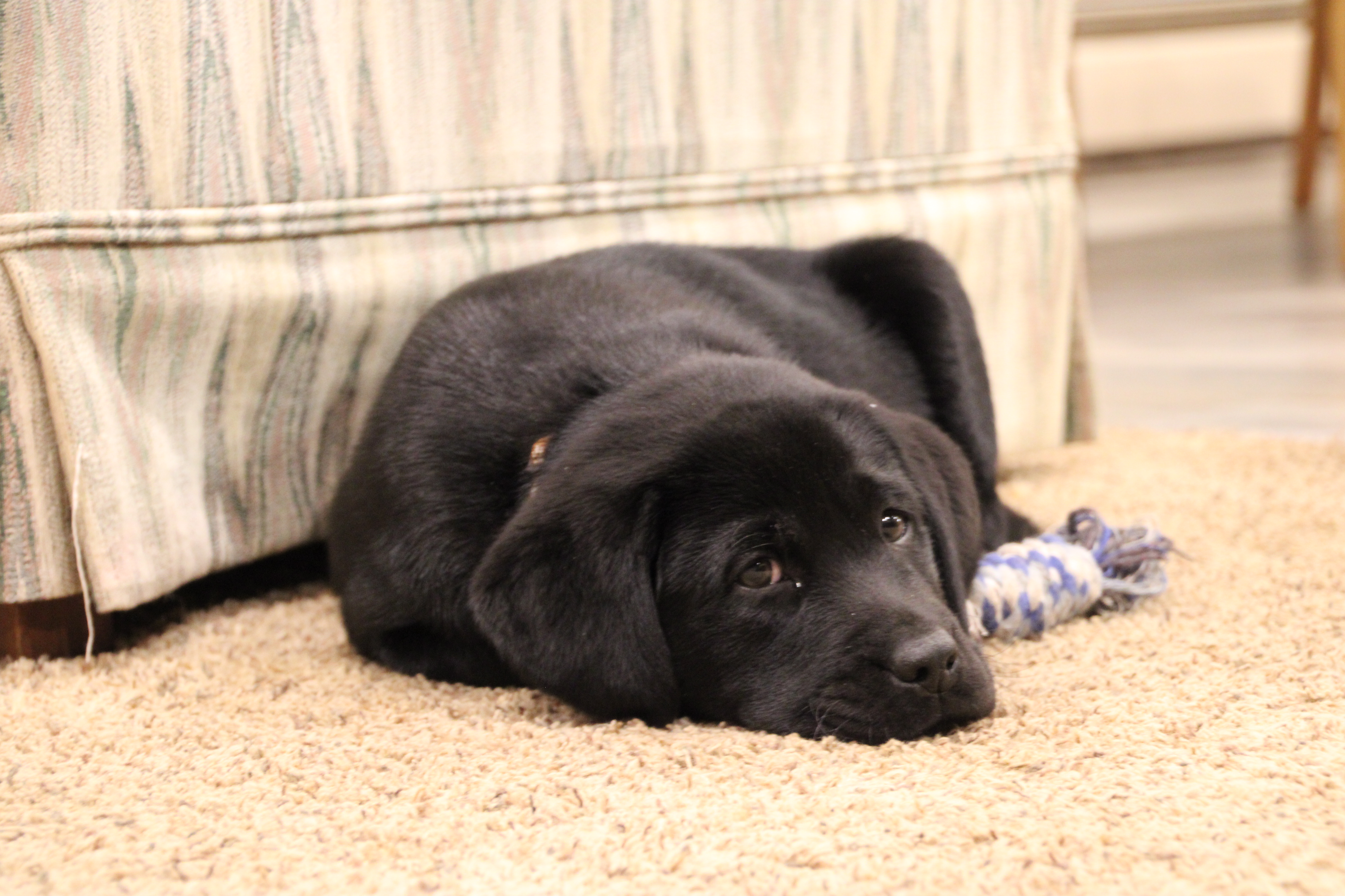 Mr. Brown Collar- Ready Now!