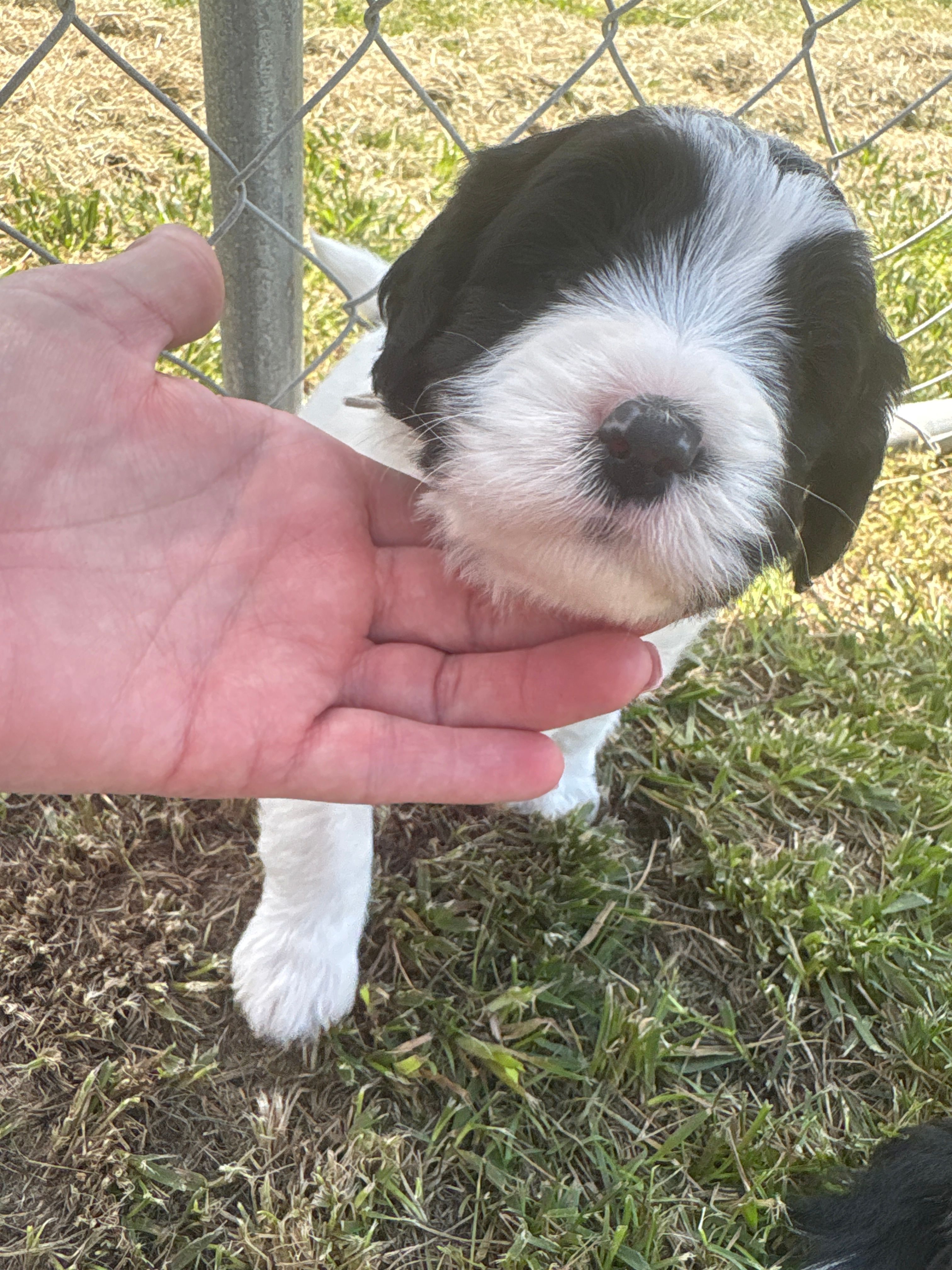 Mike – Sheepadoodle puppy for sale in Leeton, MO