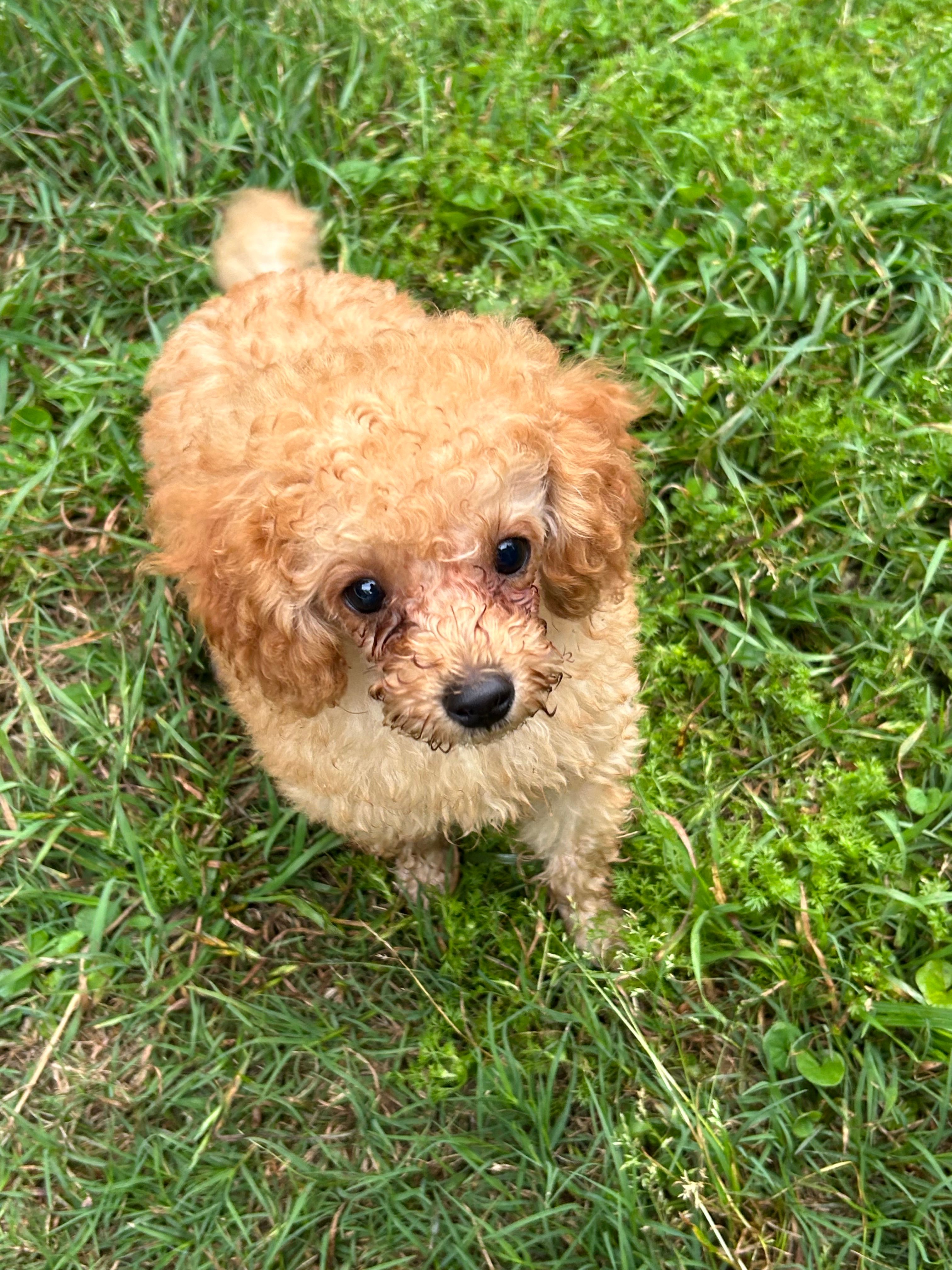 Furrdinand – Poodle - Toy  puppy for sale in Bloomburg, TX