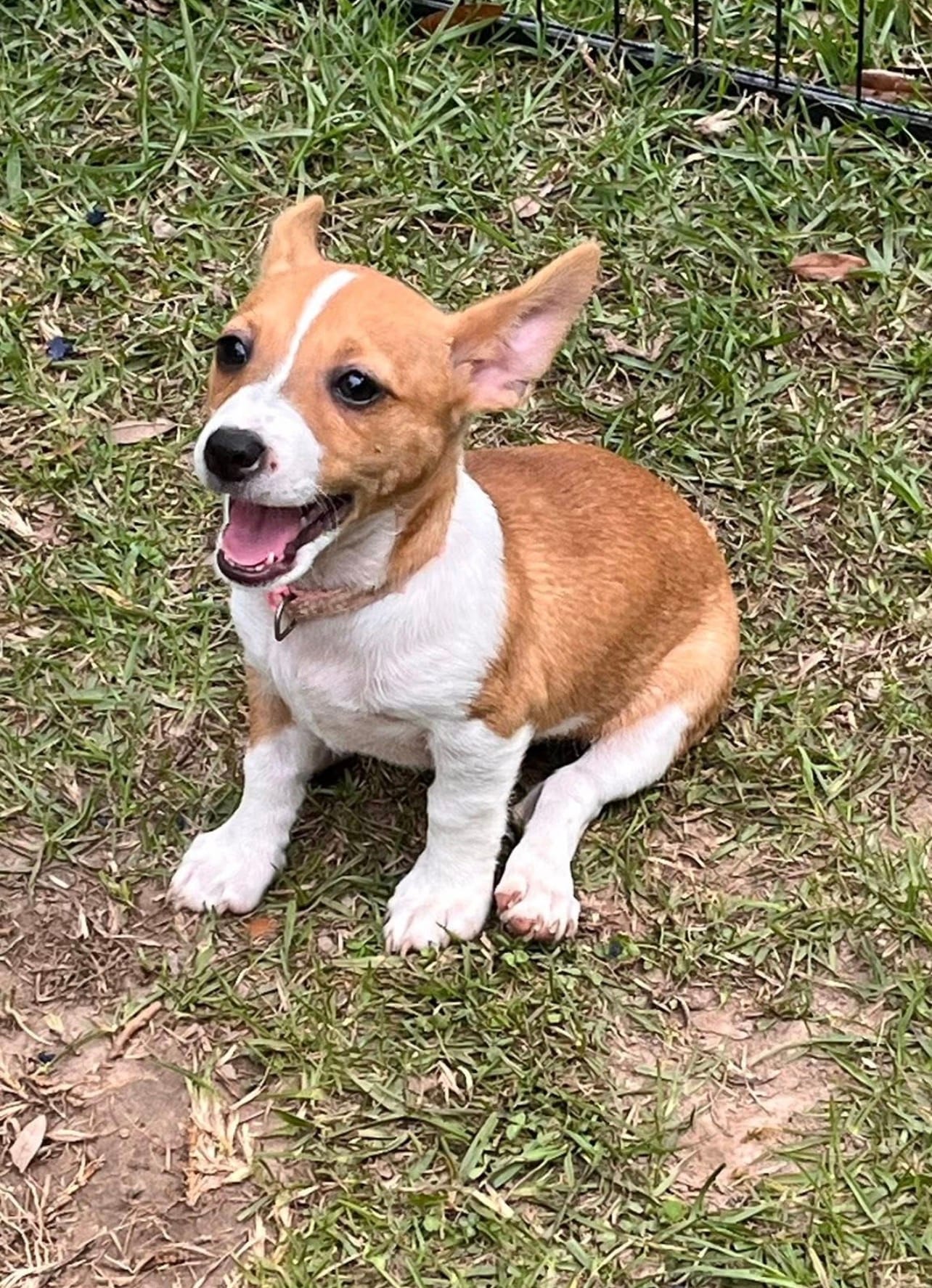 Misty – Teddy Roosevelt Terrier puppy for sale in Walker, LA