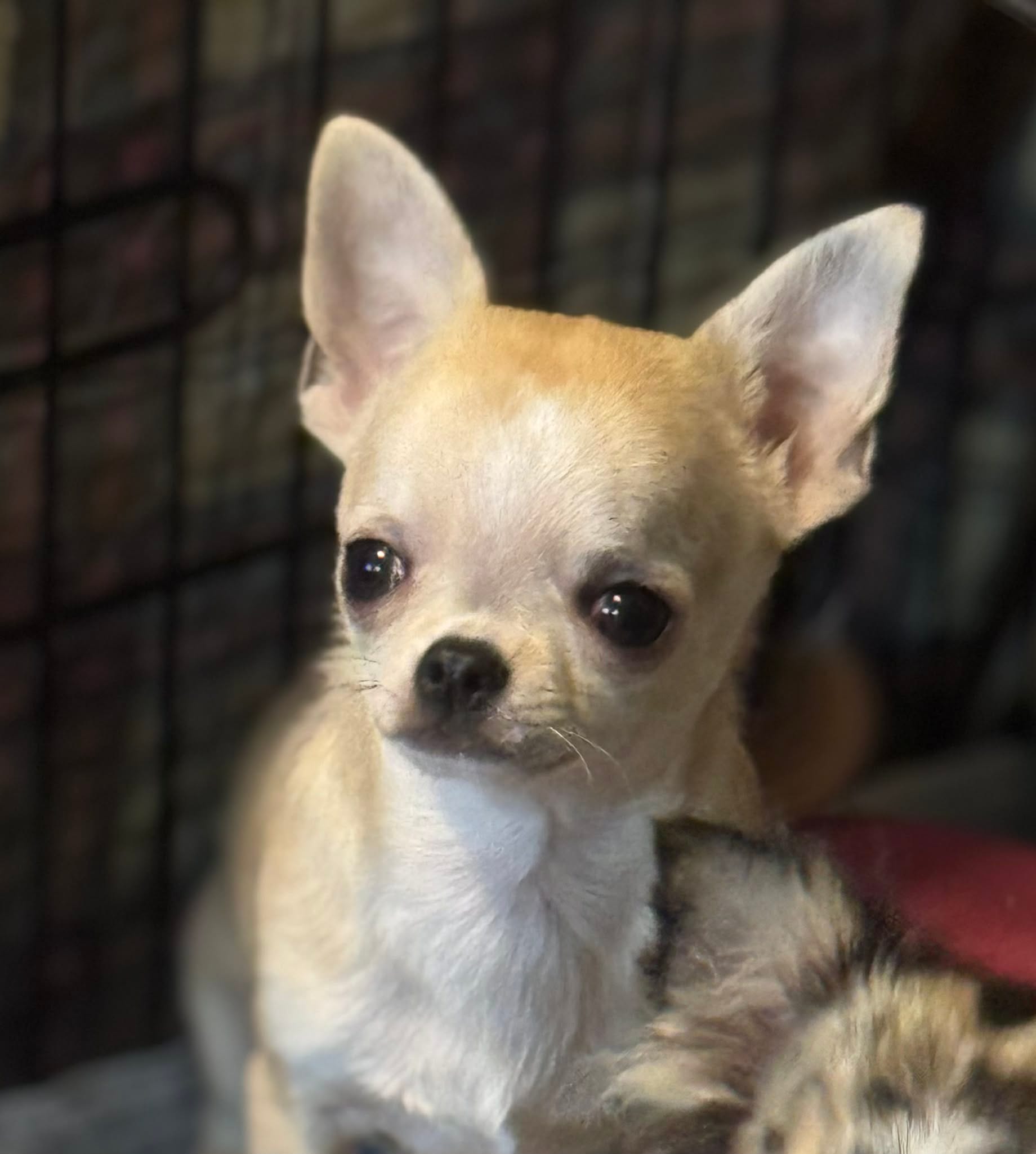 Tucker – Chihuahua puppy for sale in Walker, LA