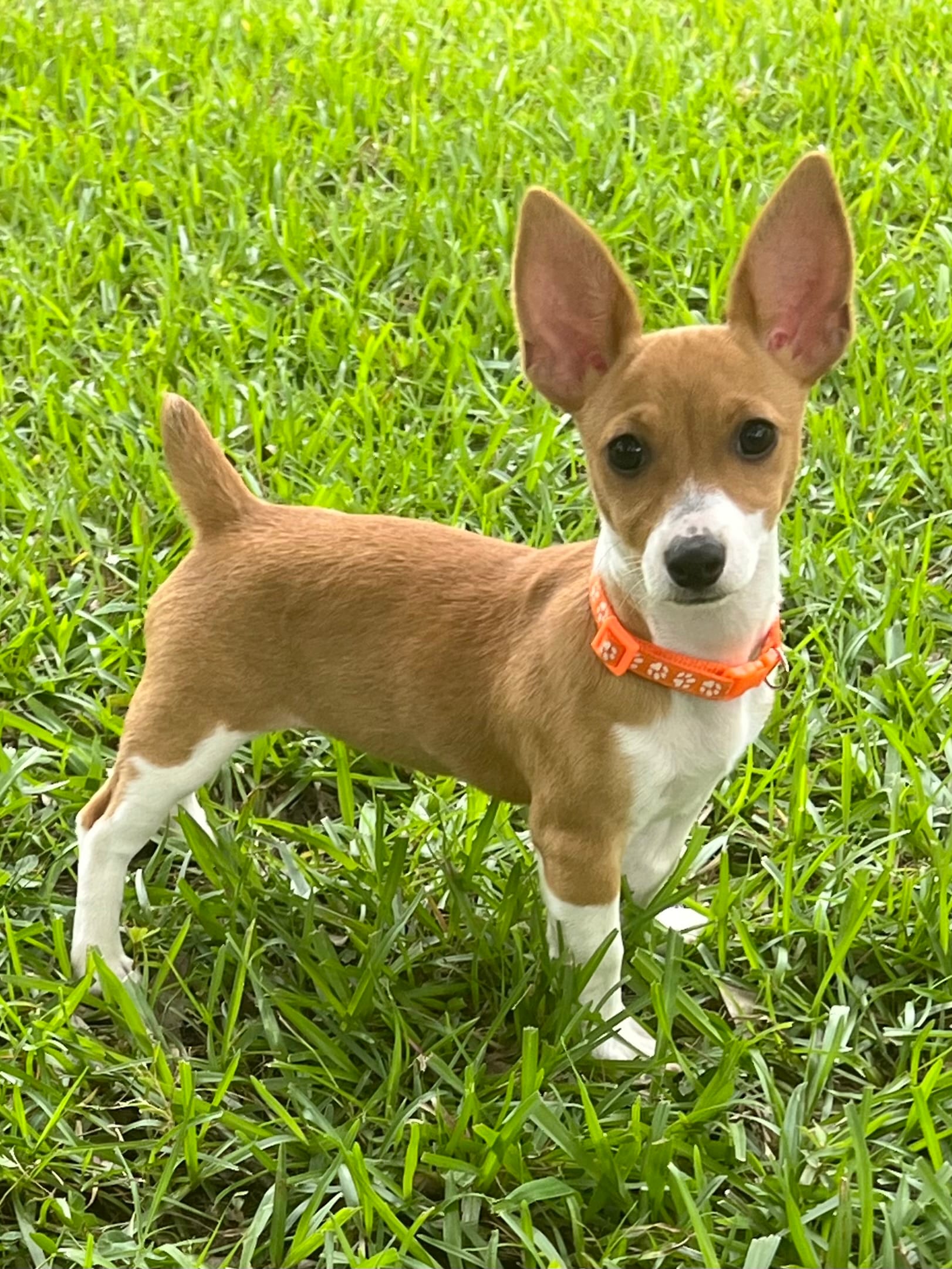 Misty – Teddy Roosevelt Terrier puppy for sale in Walker, LA