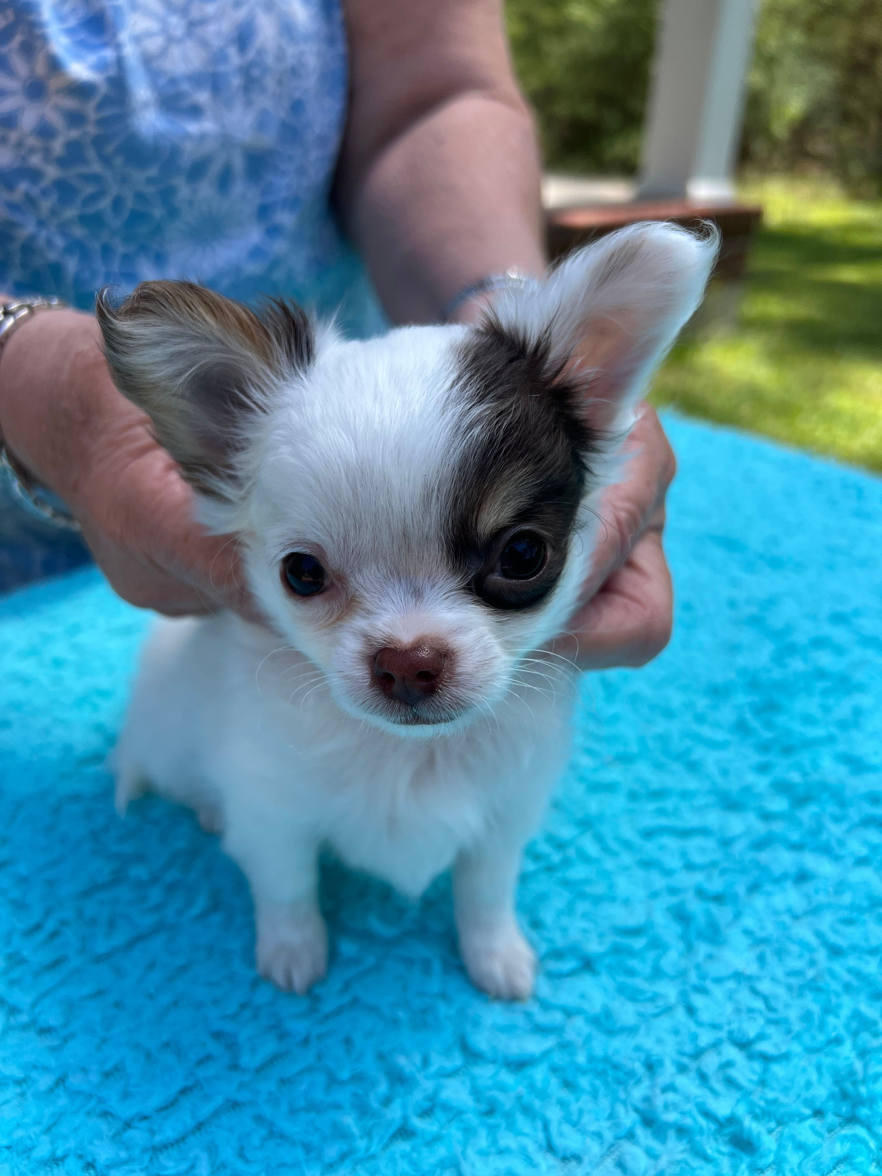 Bullseye – Chihuahua puppy for sale in Walker, LA