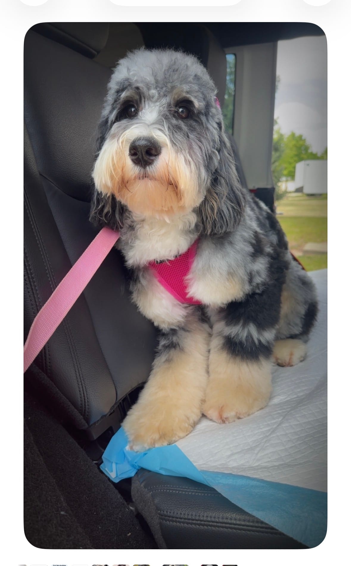 Daisy – Miniature Bernedoodle puppy for sale in Plainfield, IL