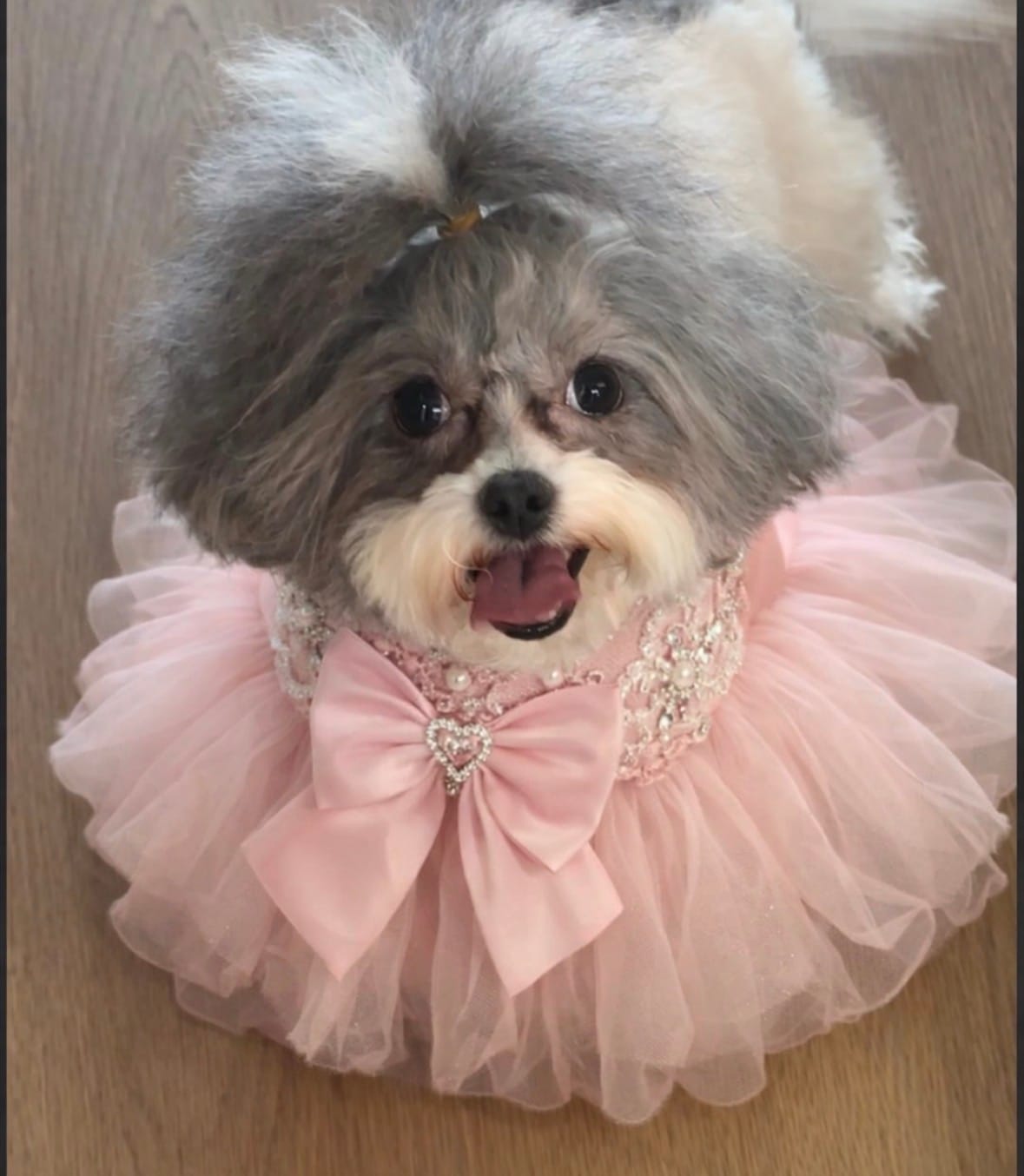 Teagan – Shihpoo puppy for sale in Aurora, IL