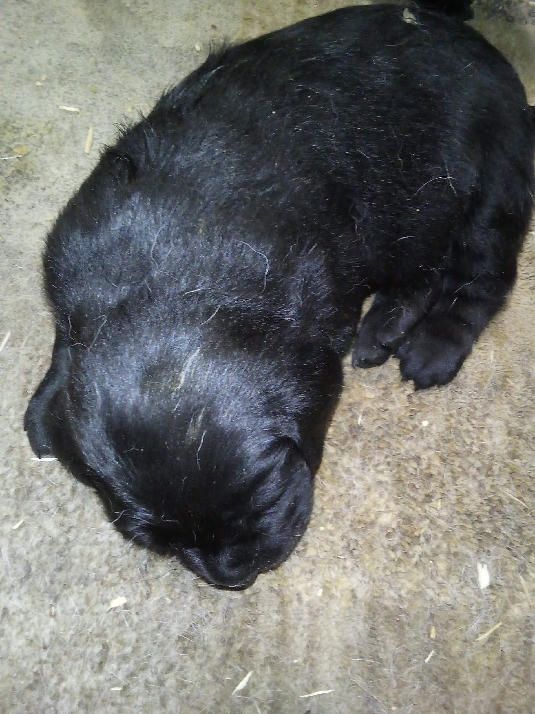 Duke  – Labrador Retriever puppy for sale in Dixon, IL