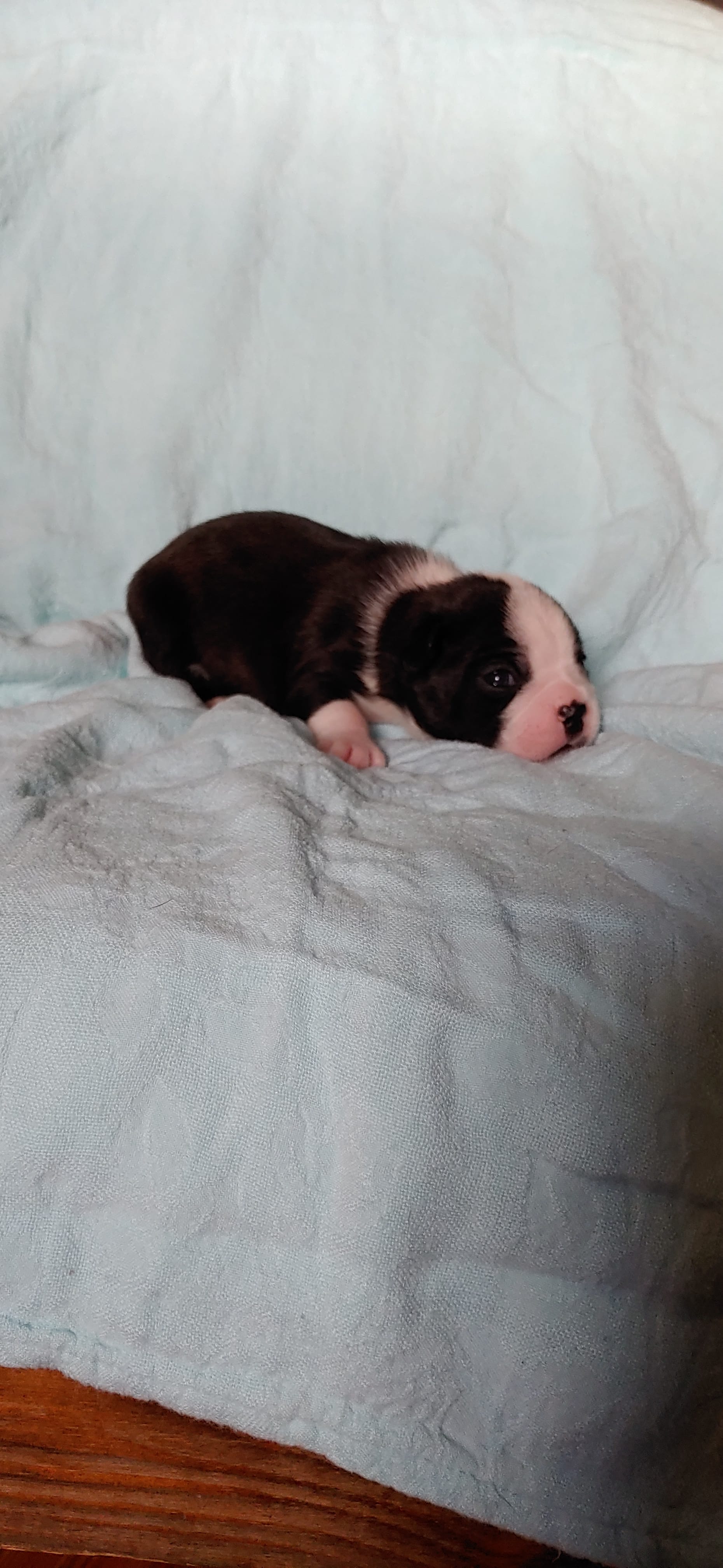 Bull – Boston Terrier puppy for sale in Lynchburg, OH