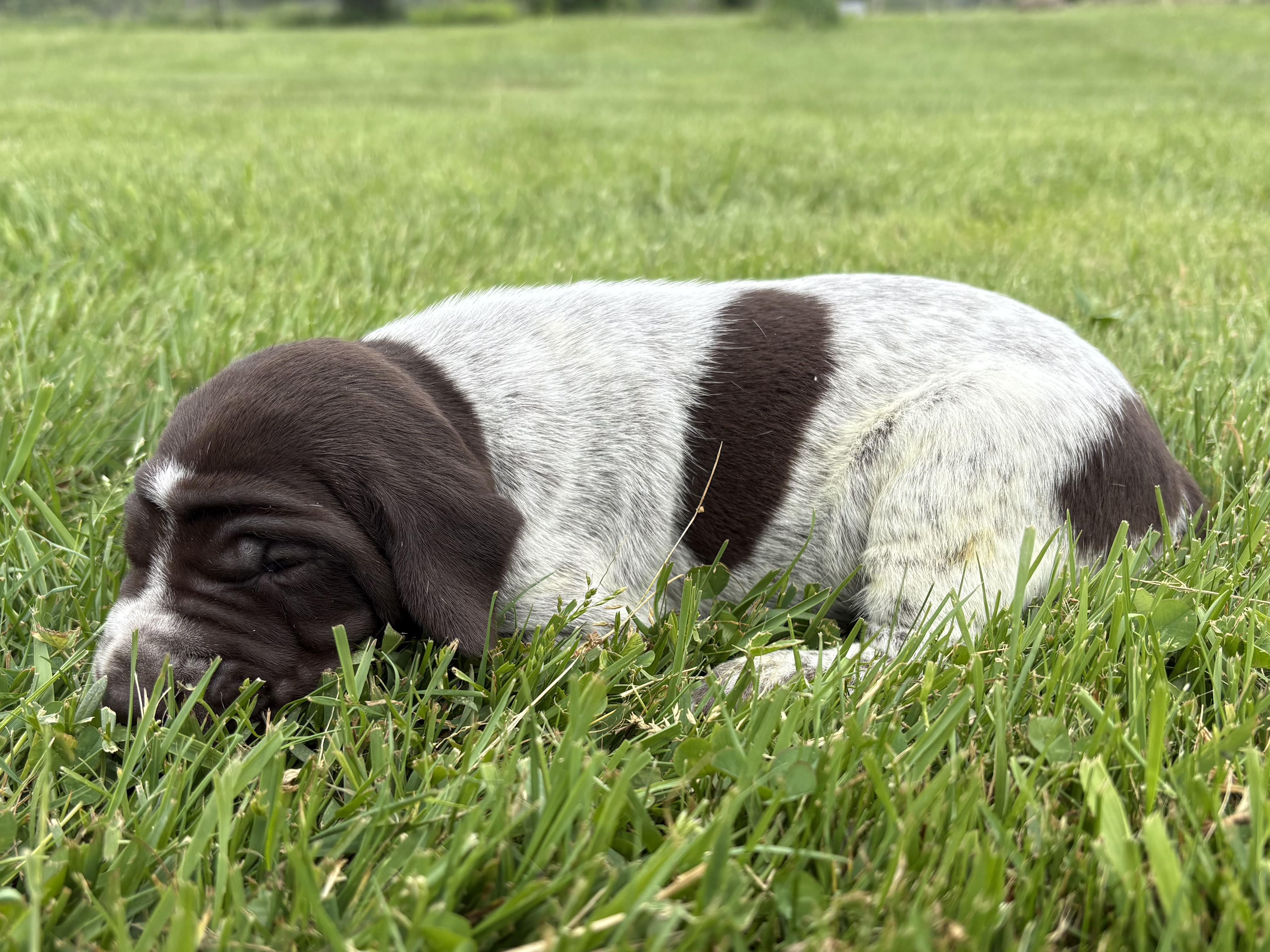 RONA & HERO PUPPY – German Shorthaired Pointer puppy for sale in Equinunk, PA