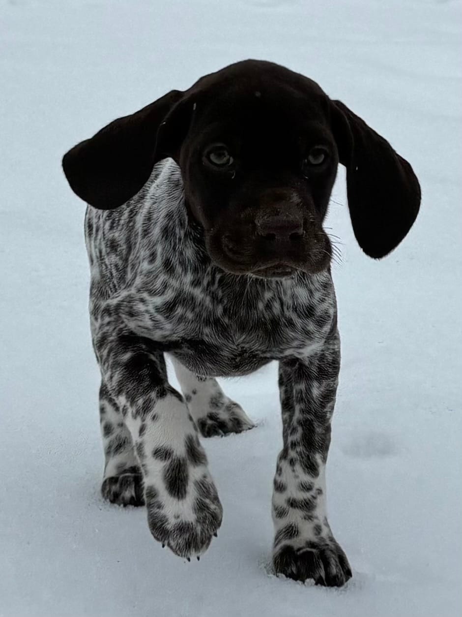 SOPHIA & BOONE GSP PUPPY