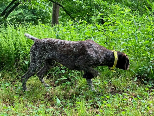 RONA & HERO PUPPY – German Shorthaired Pointer puppy for sale in Equinunk, PA