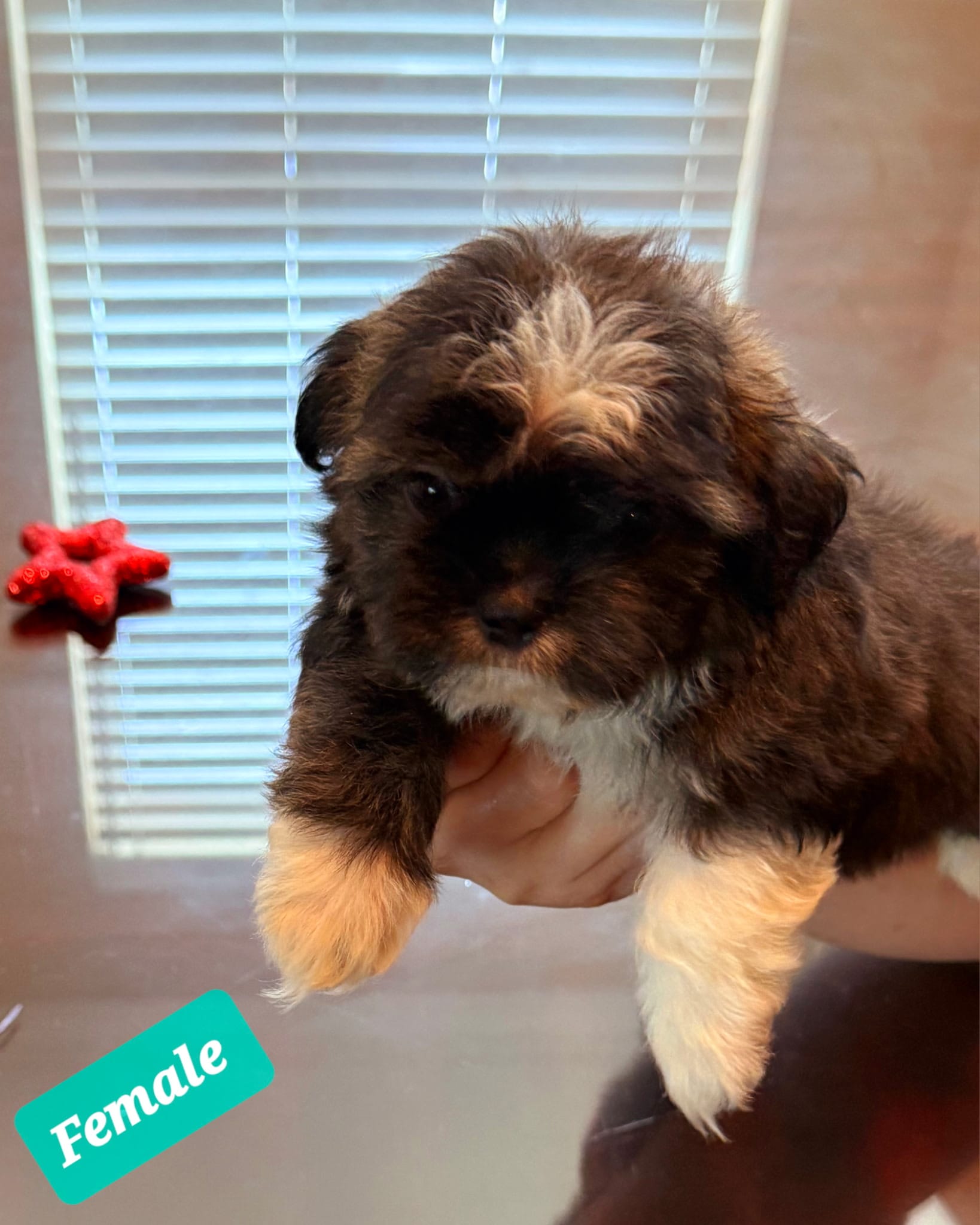 SHIH TZU – Shih Tzu puppy for sale in Humble, TX