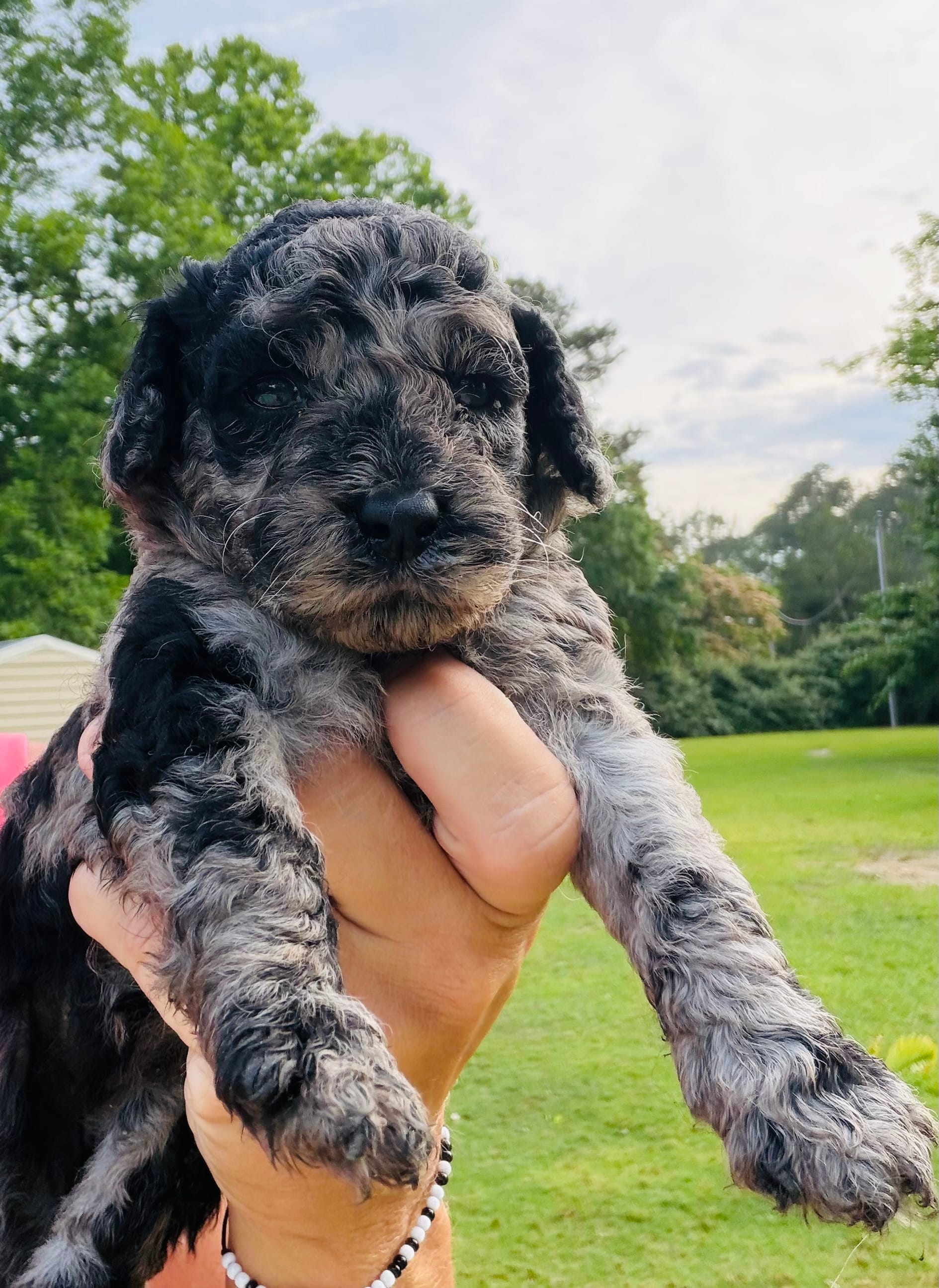 Mini Merle  – Poodle - Miniature  puppy for sale in Wray, GA