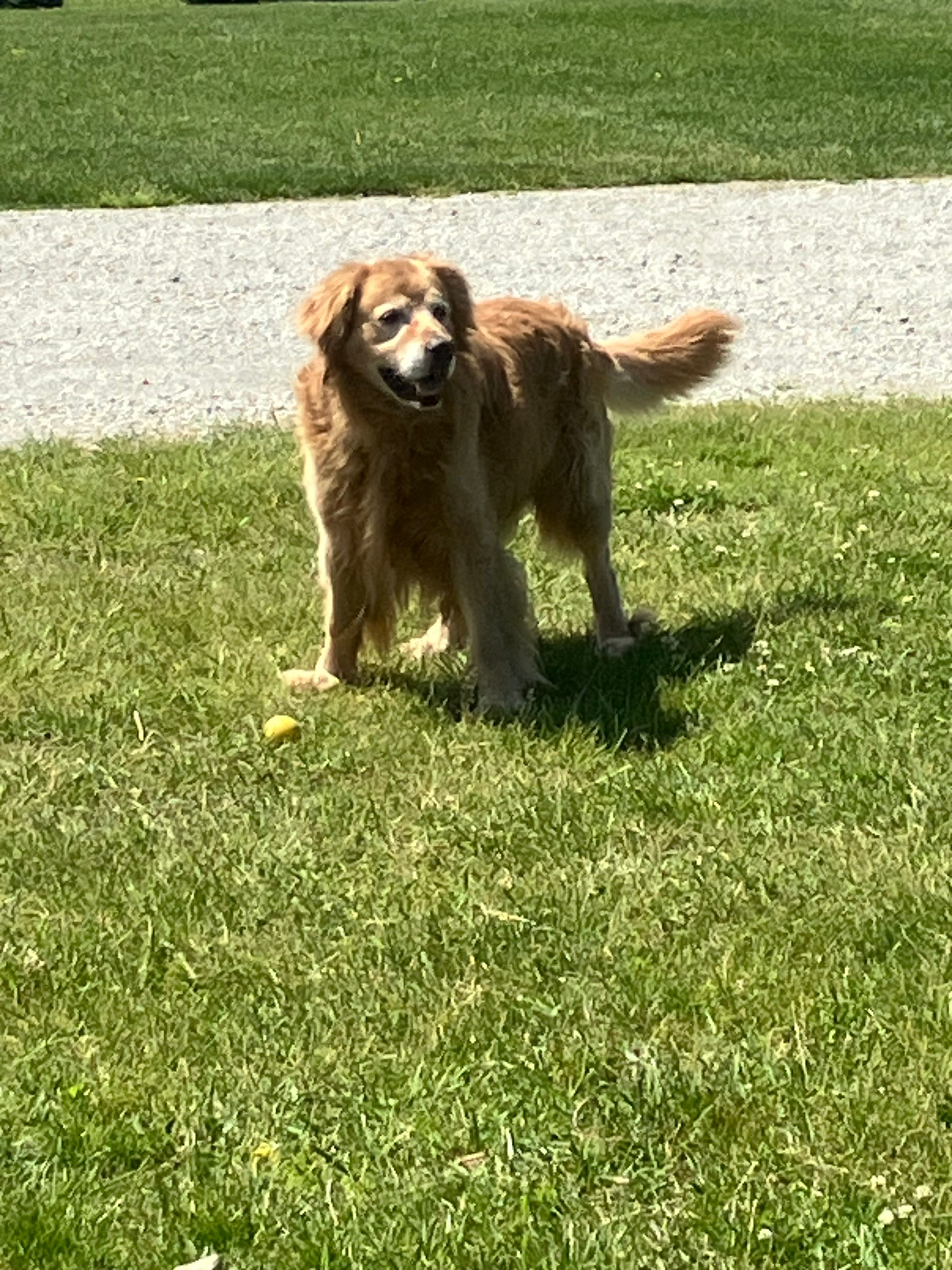 Titus – Golden Retriever puppy for sale in Plymouth, IN