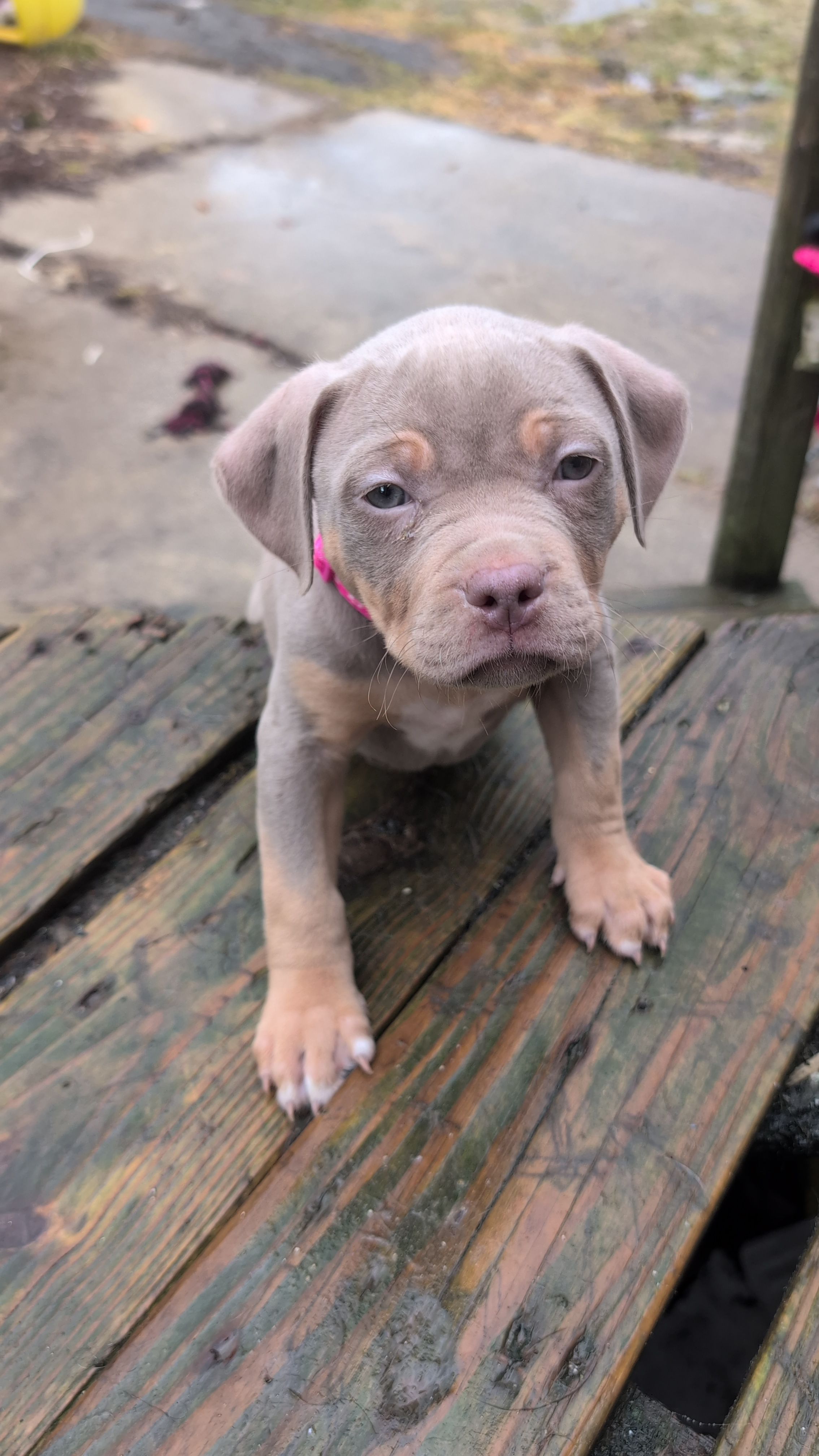 Lilac Tricolor  – American Bully puppy for sale in Heuvelton, NY