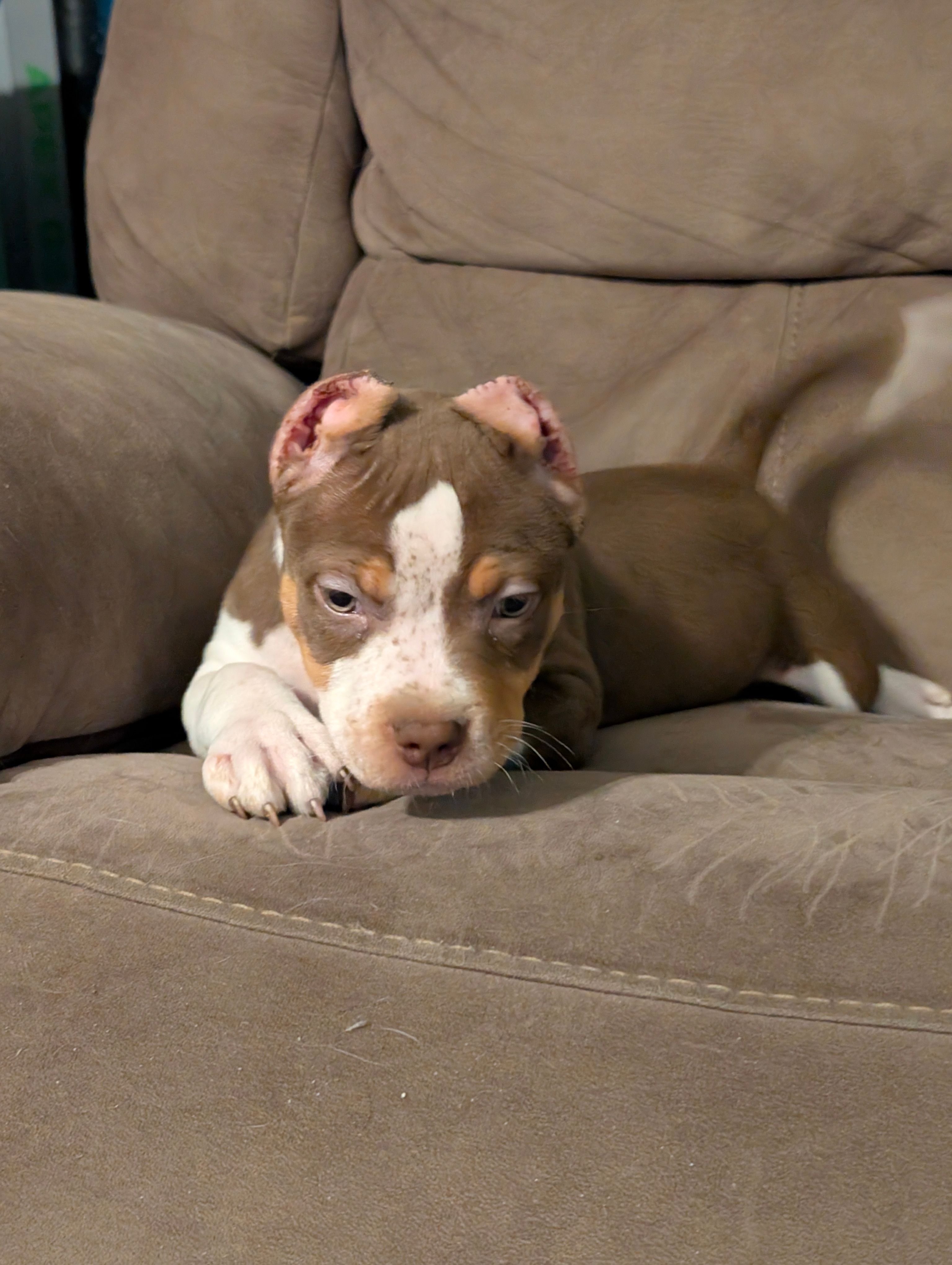 Ticked Chocolate Tricolor  – American Bully puppy for sale in Heuvelton, NY
