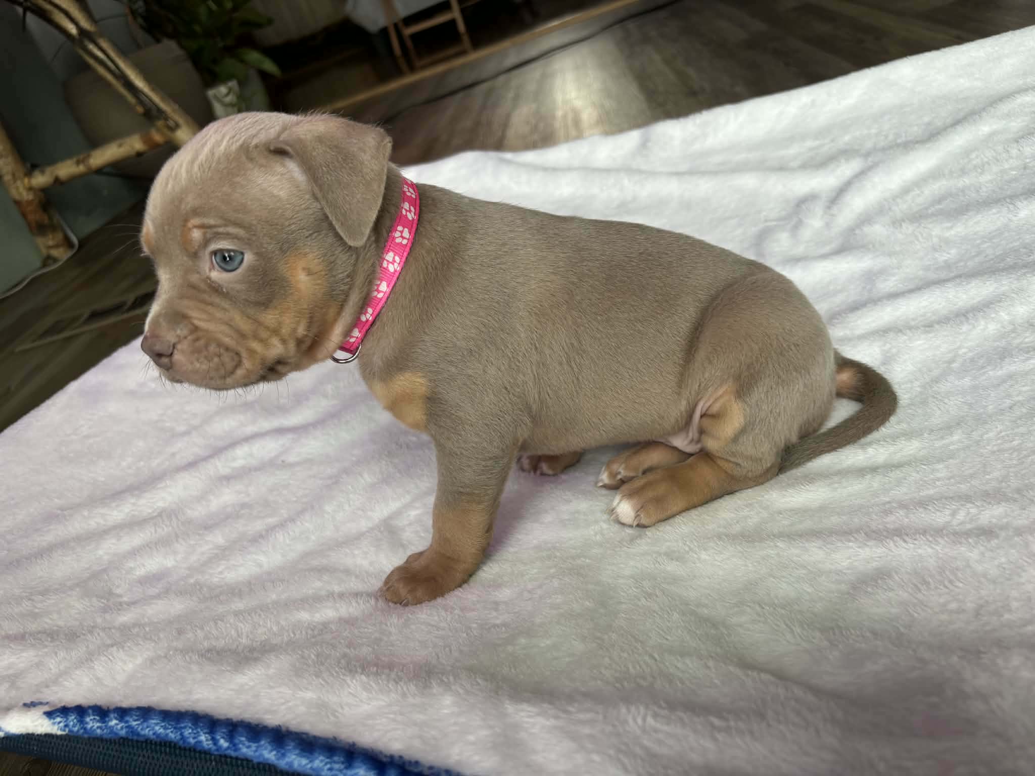 Lilac Tricolor , a female American Bully for sale in Heuvelton, NY – Photo 3 of 3