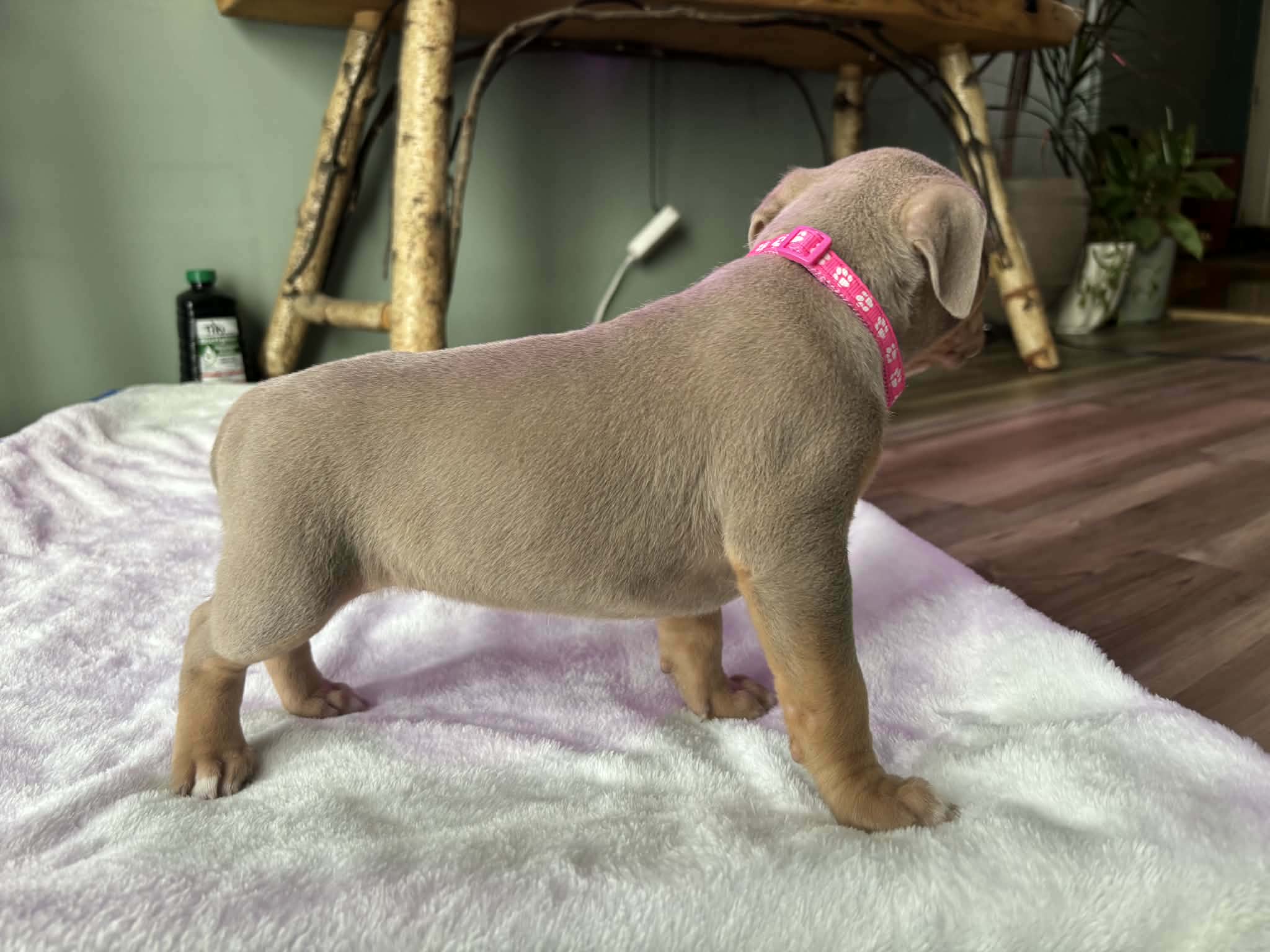 Lilac Tricolor , a female American Bully for sale in Heuvelton, NY – Photo 2 of 3