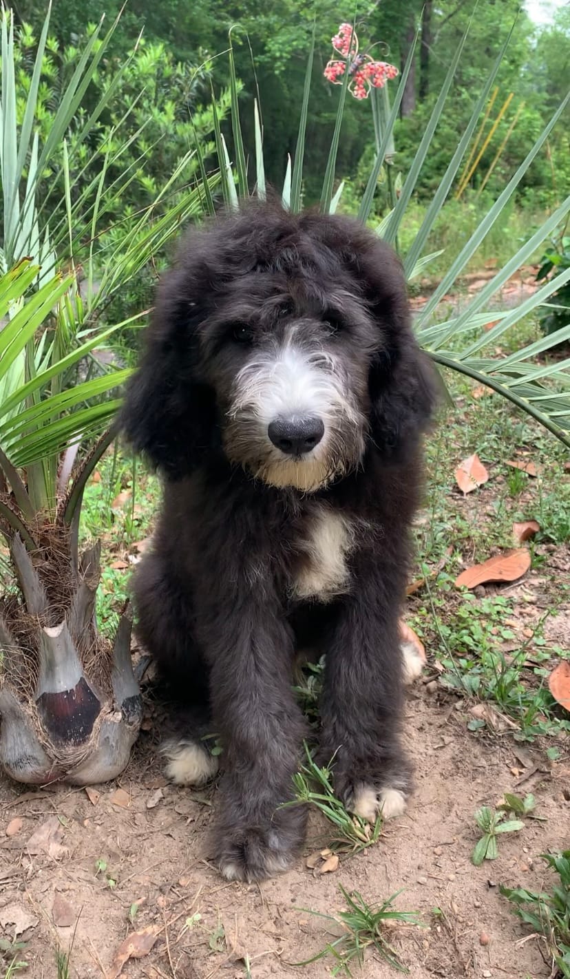 Bermuda – Sheepadoodle puppy for sale in Pensacola, FL