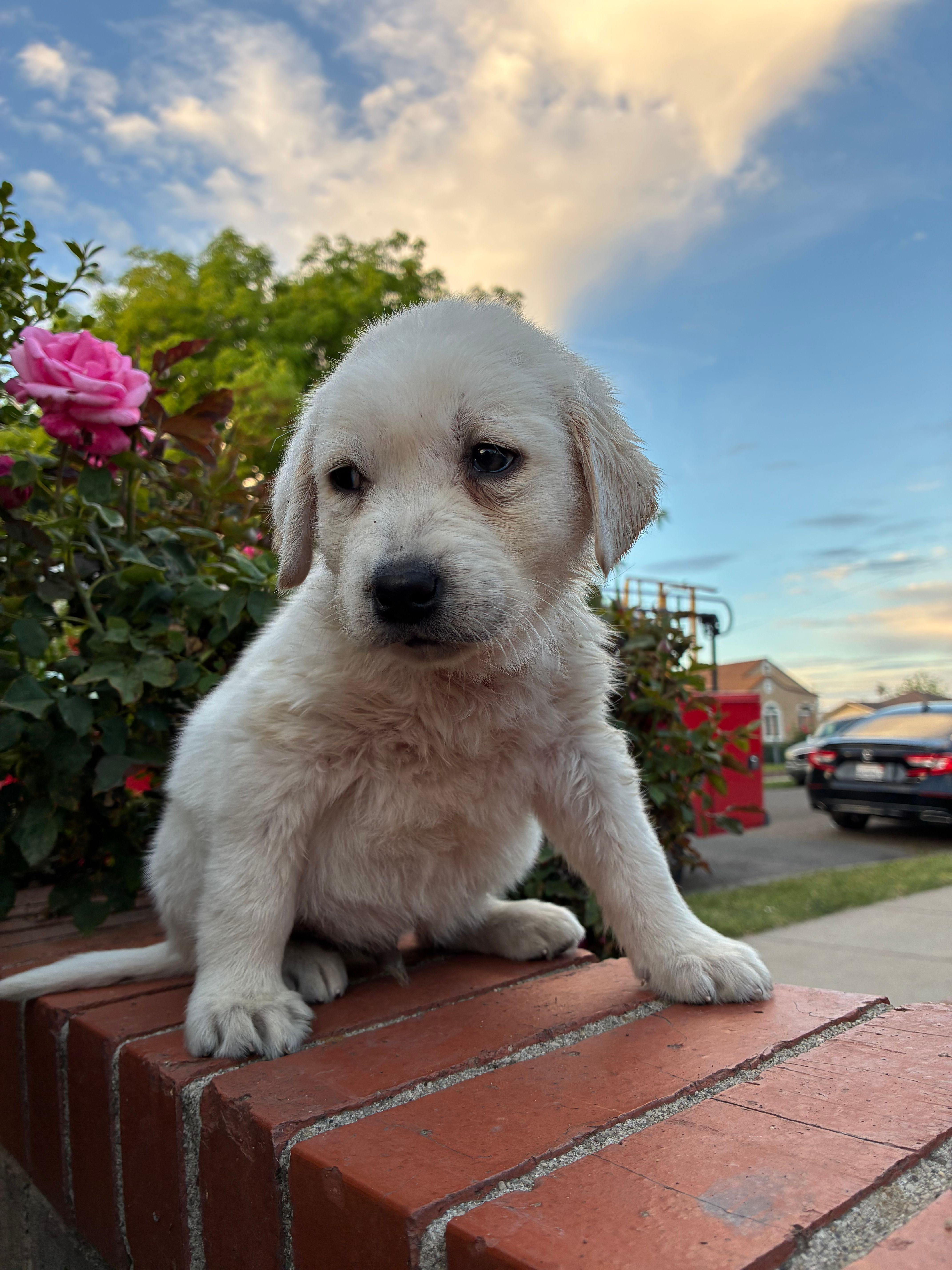 Winston – Labrador Retriever puppy for sale in Linden, CA