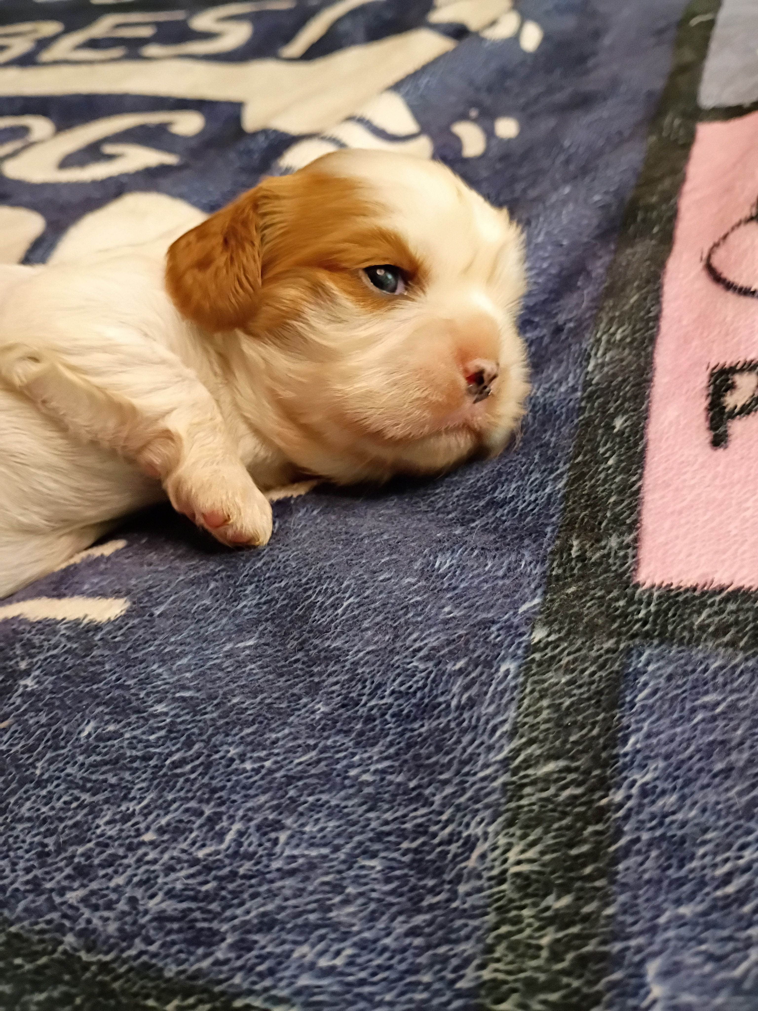Blenheim female  – Cavalier King Charles Spaniel puppy for sale in Greenfield, MO