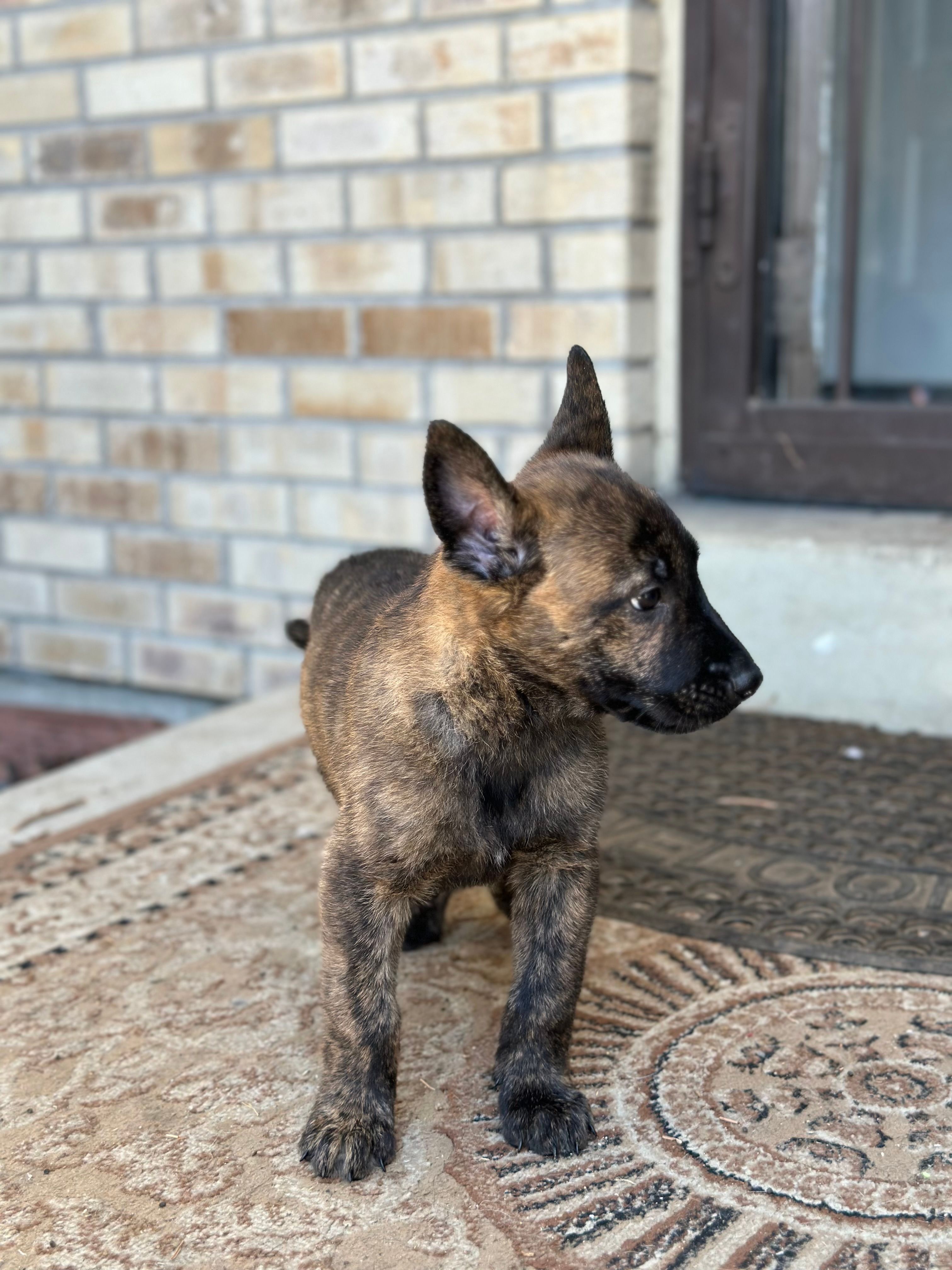 Scout – Dutch Shepherd puppy for sale in Colorado Springs, CO