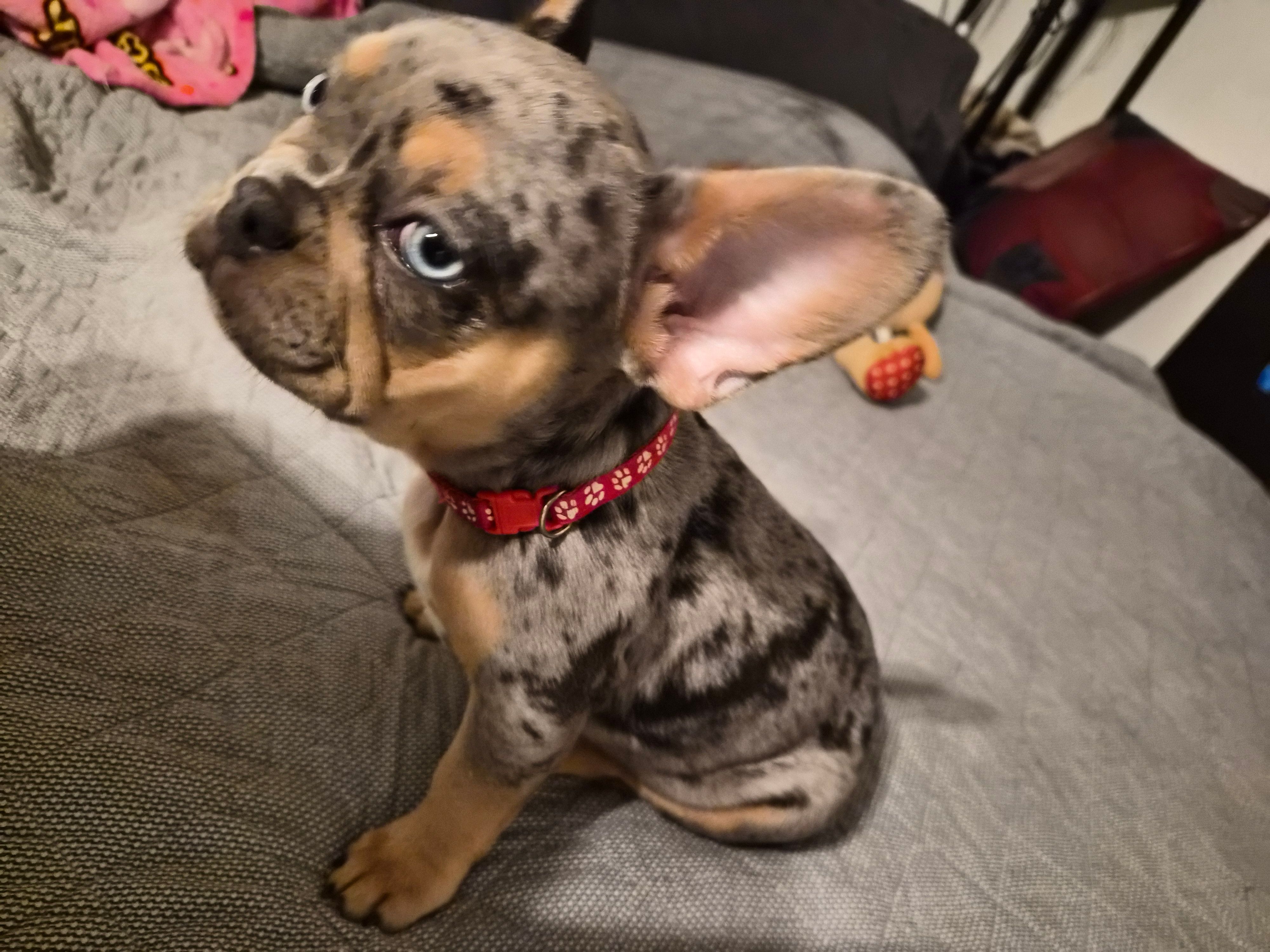 RED ( fluffy carrier) 😍 ♥️ 🔥🔥💯 – French Bulldog puppy for sale in Modesto, CA