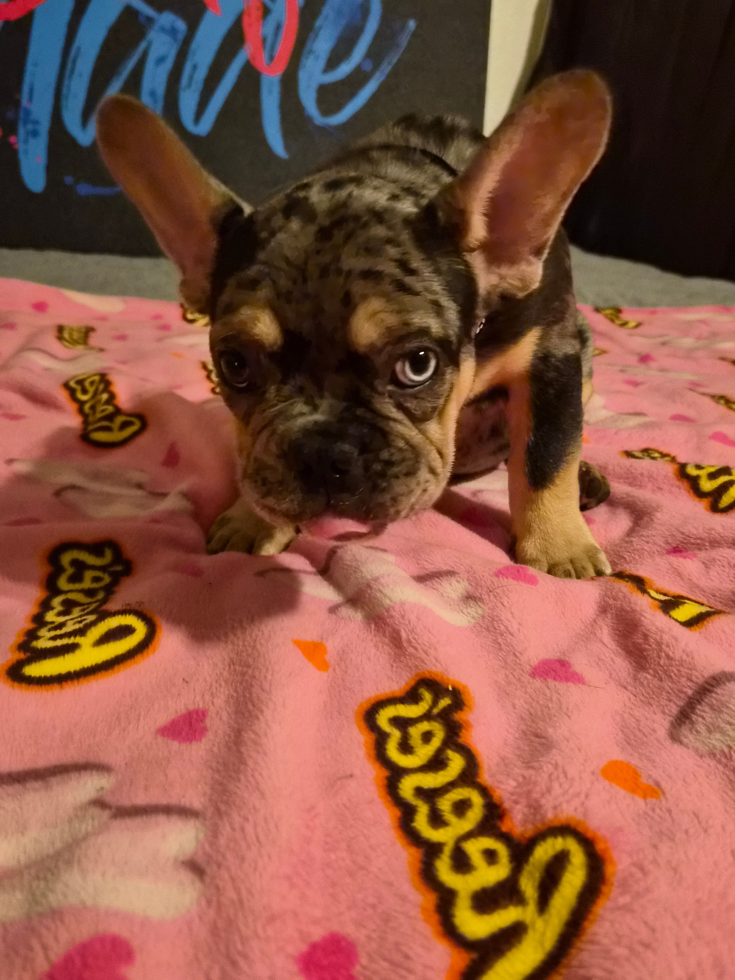 Black the show stopper  (fluffy carrier)🔥🔥🔥😍💯👀👌 – French Bulldog puppy for sale in Modesto, CA